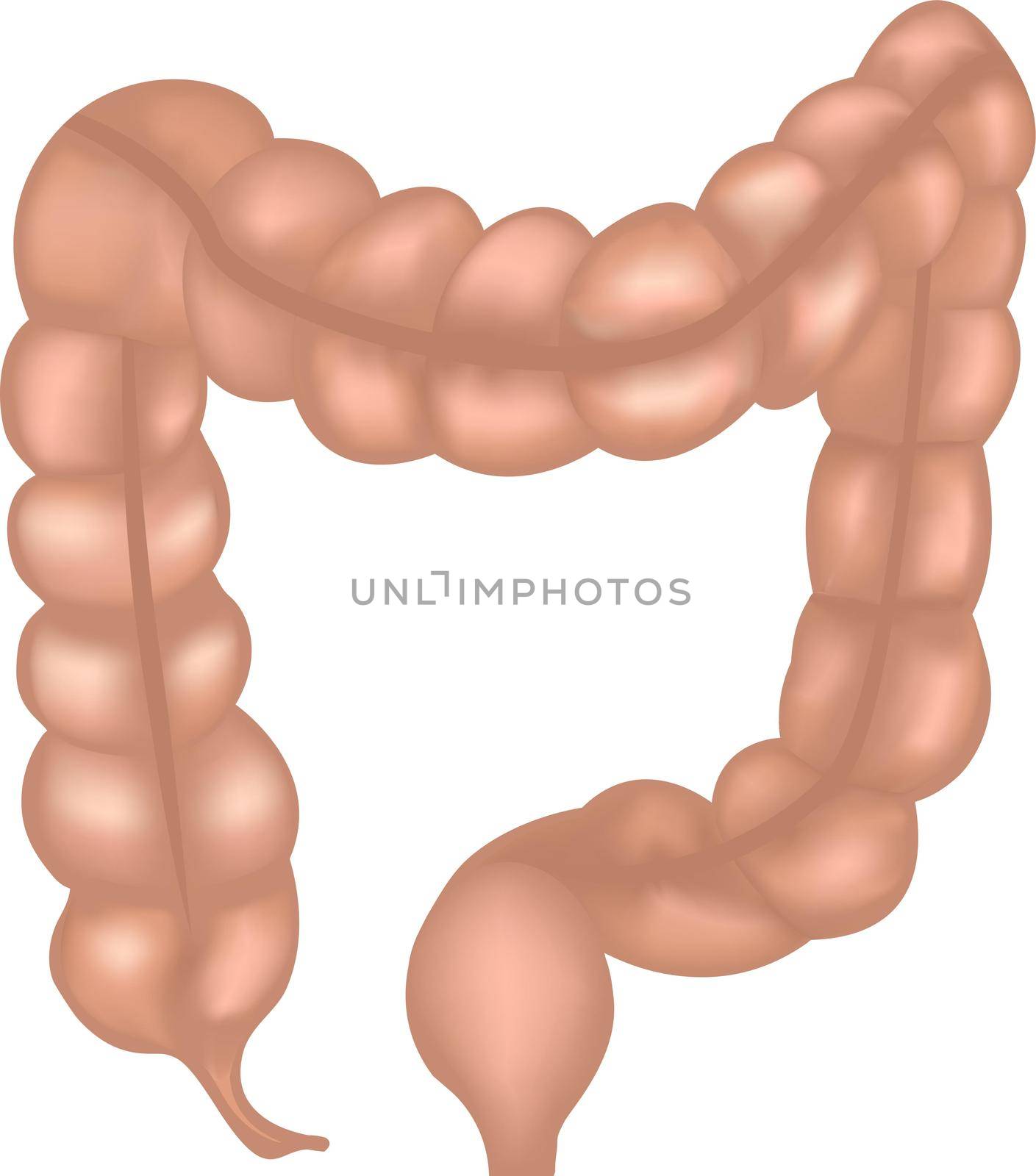 Large intestine anatomy colorful mesh drawing on a white background