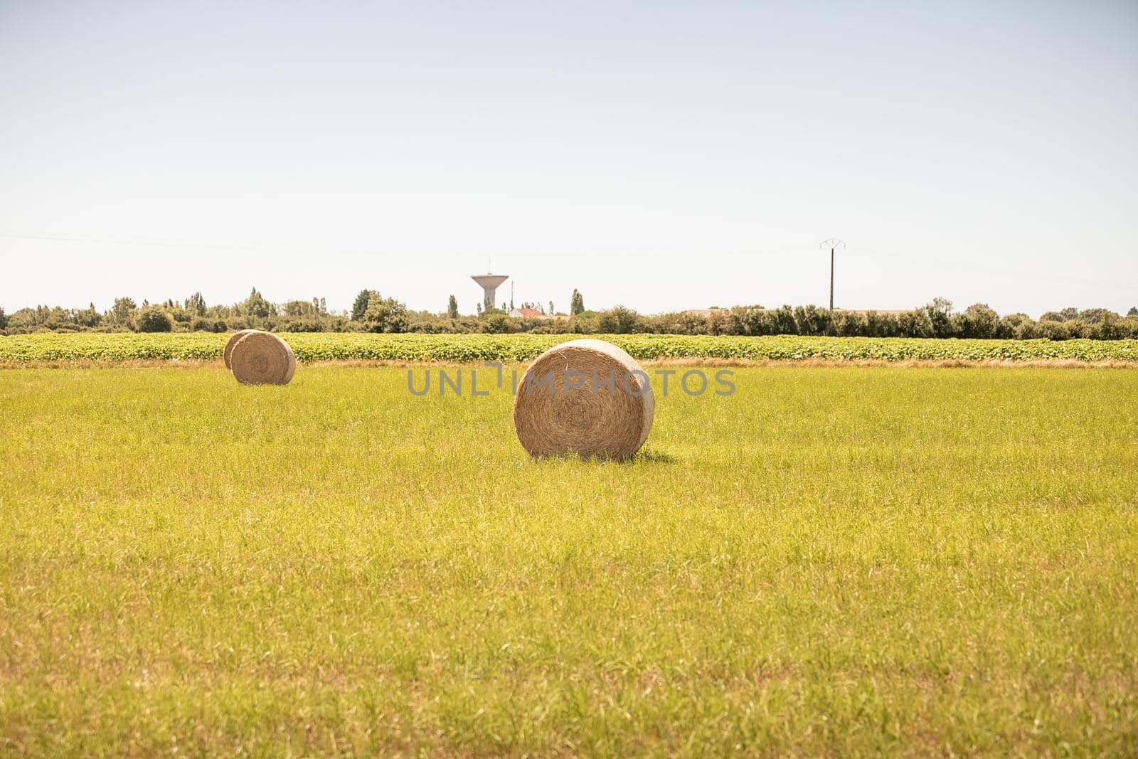 hay bale in a meadow next to a ripe sunflower field in France