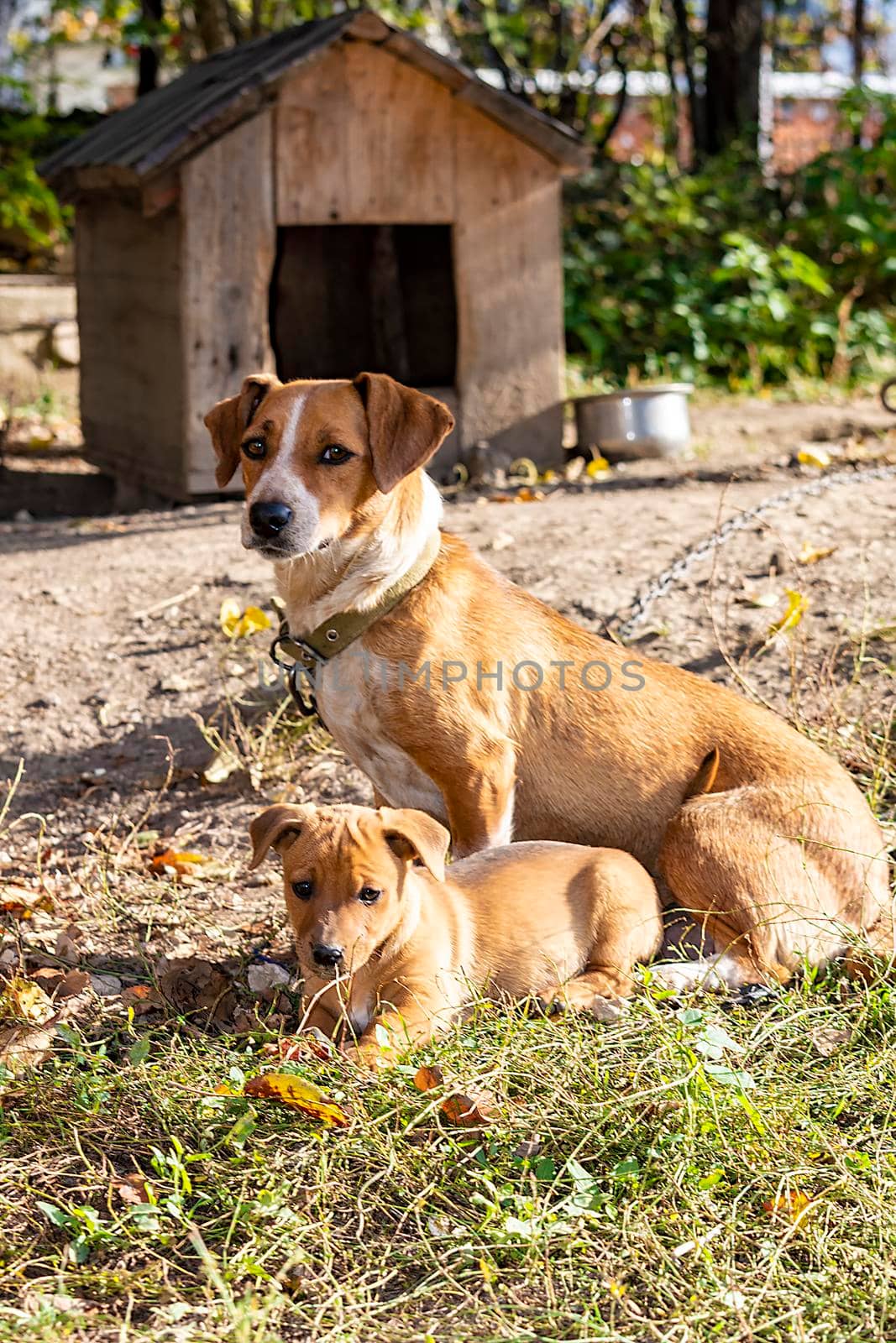 In the yard of the house. The puppy is lying and mom is sitting in the back.