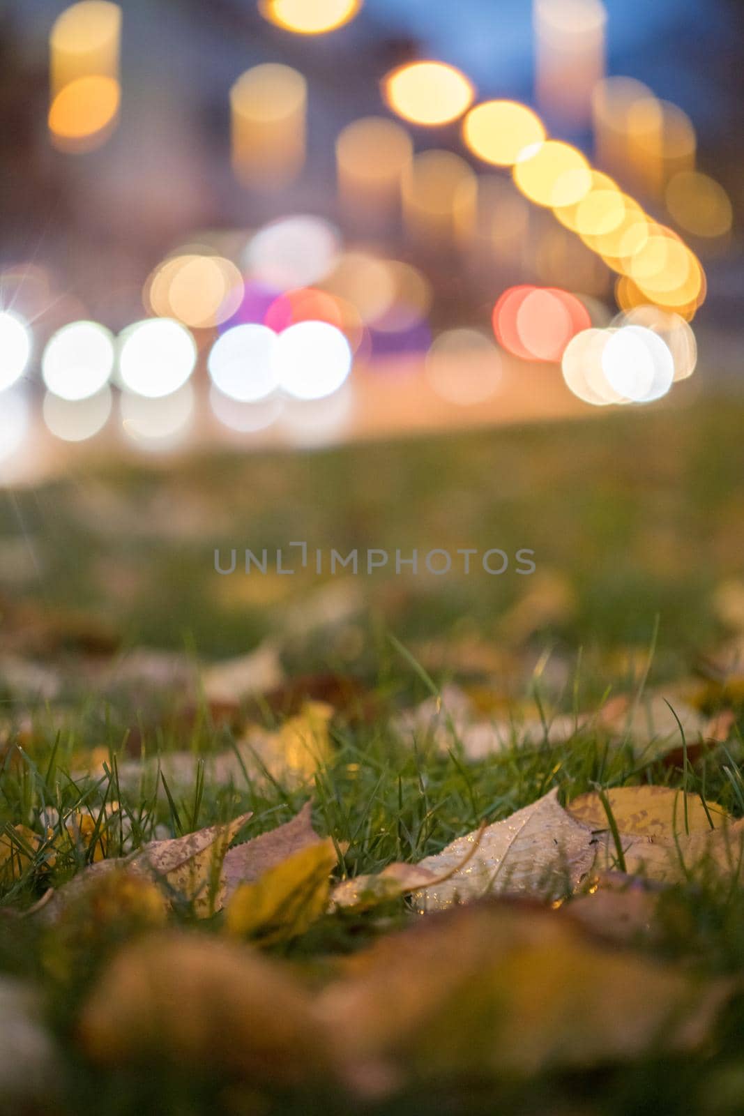 Evening autumn city scenery: Leaf in the foreground, urban city lights in the background