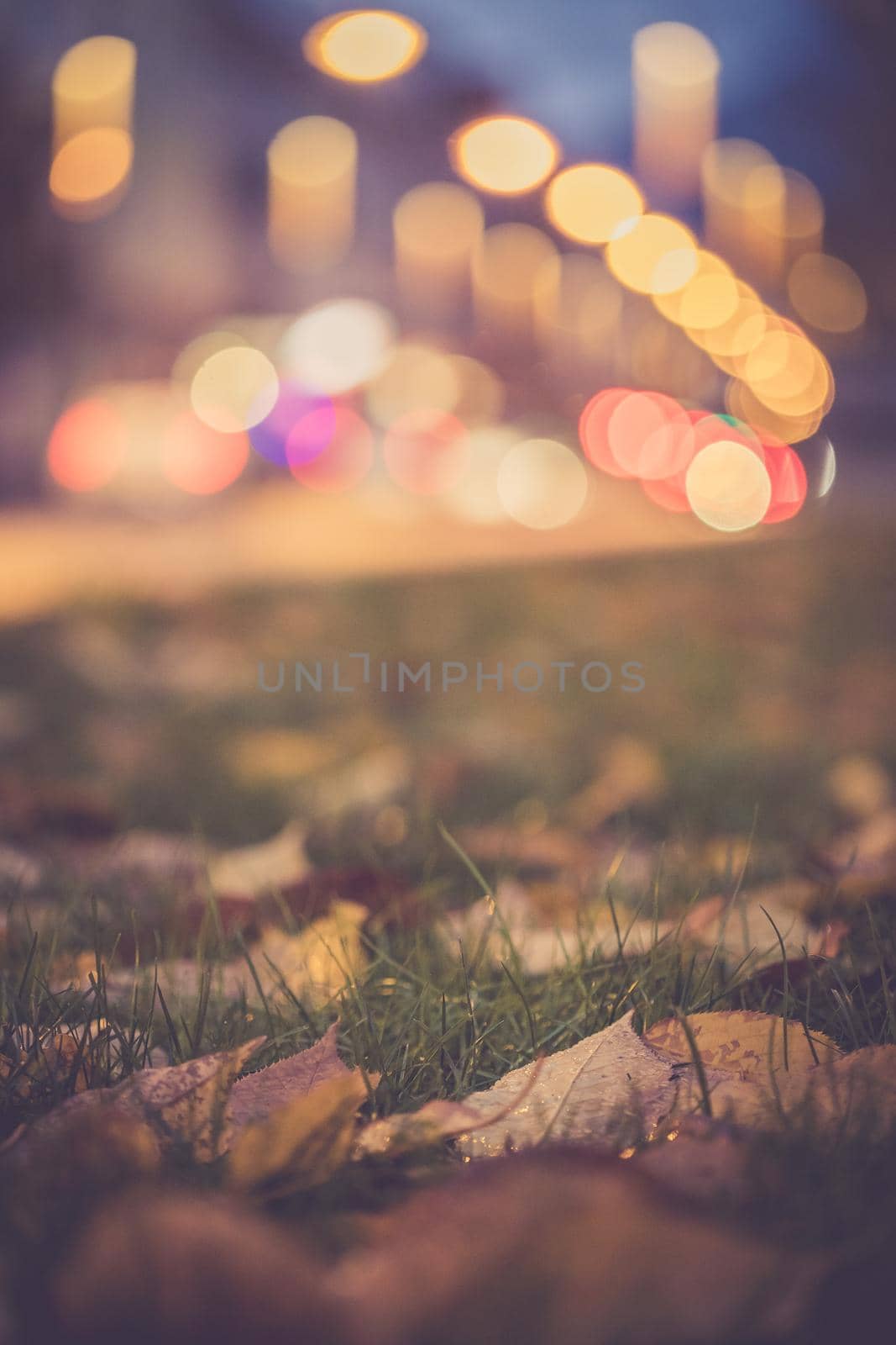 Evening autumn city scenery: Leaf in the foreground, urban city lights in the background