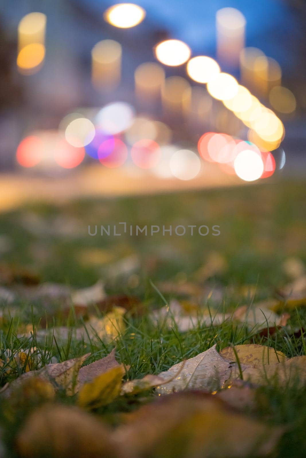 Evening autumn city scenery: Leaf in the foreground, urban city lights in the background