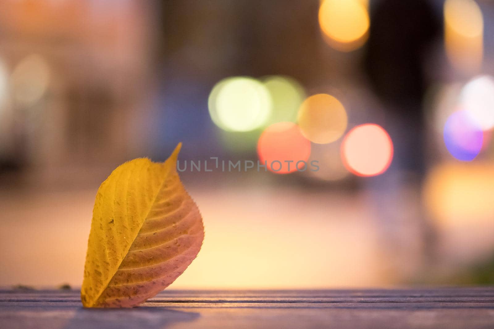 Evening autumn city scenery: Leaf in the foreground, urban city lights in the background