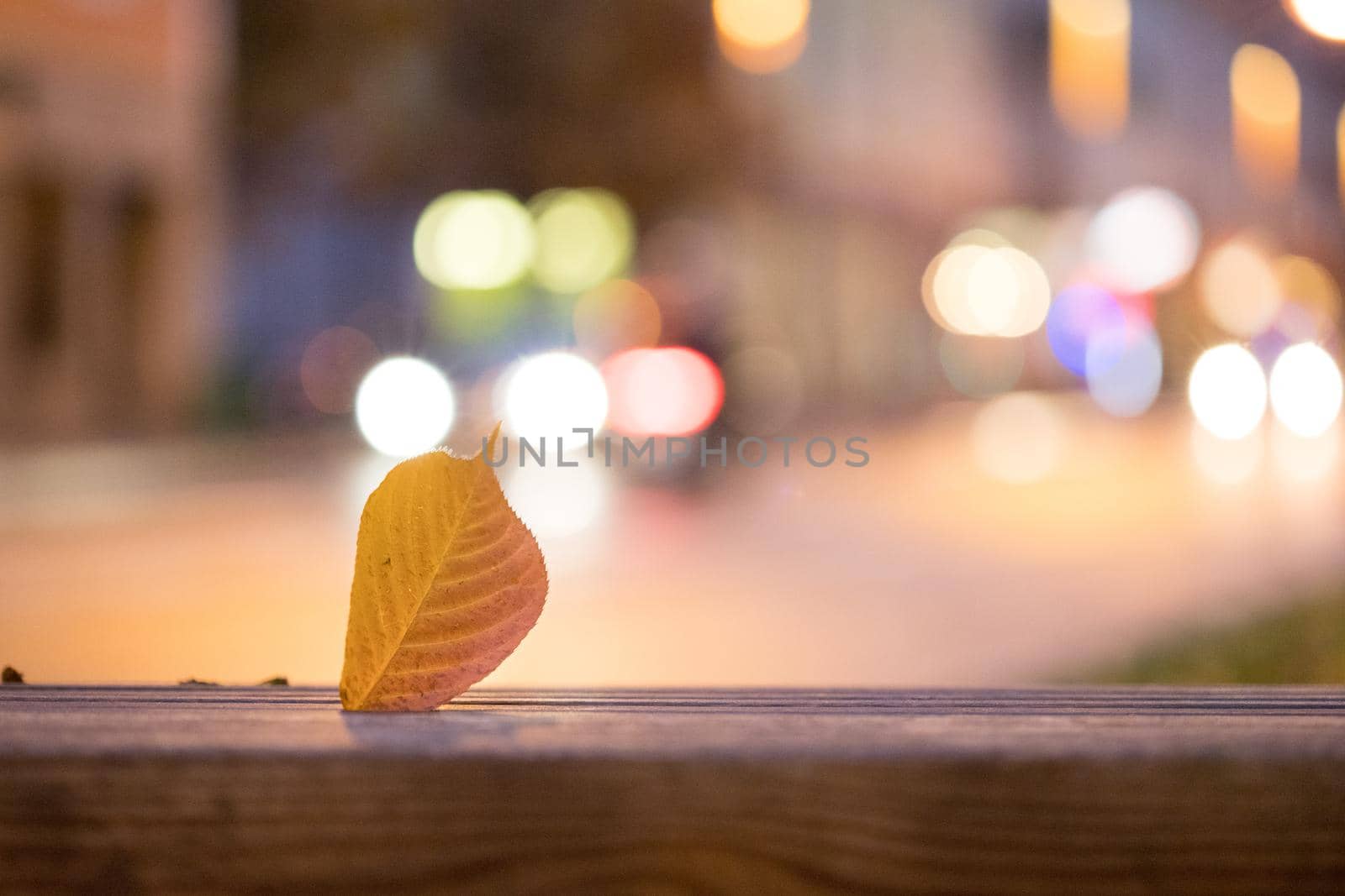 Evening autumn city scenery: Leaf in the foreground, urban city lights in the background