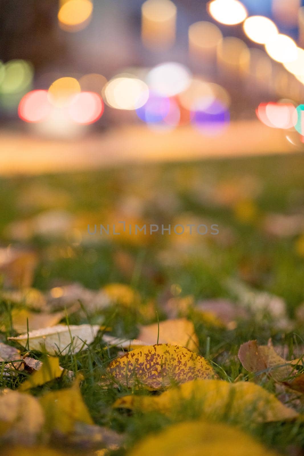 Evening autumn city scenery: Leaf in the foreground, urban city lights in the background