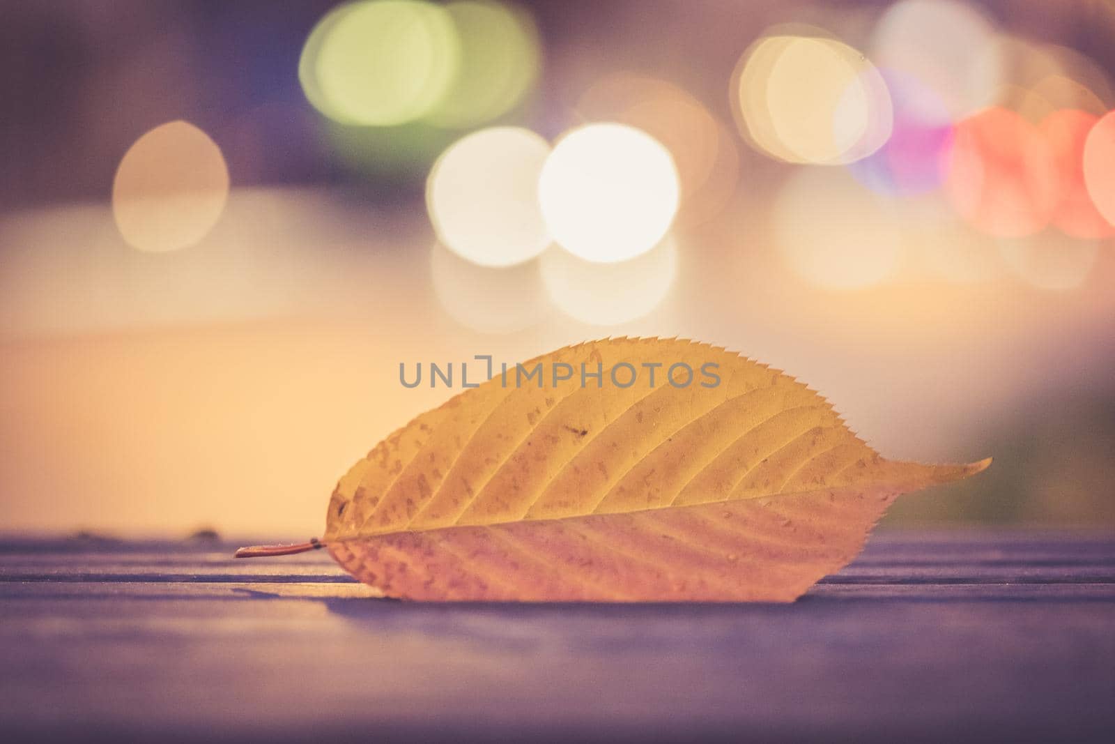 Evening autumn city scenery: Leaf in the foreground, urban city lights in the background
