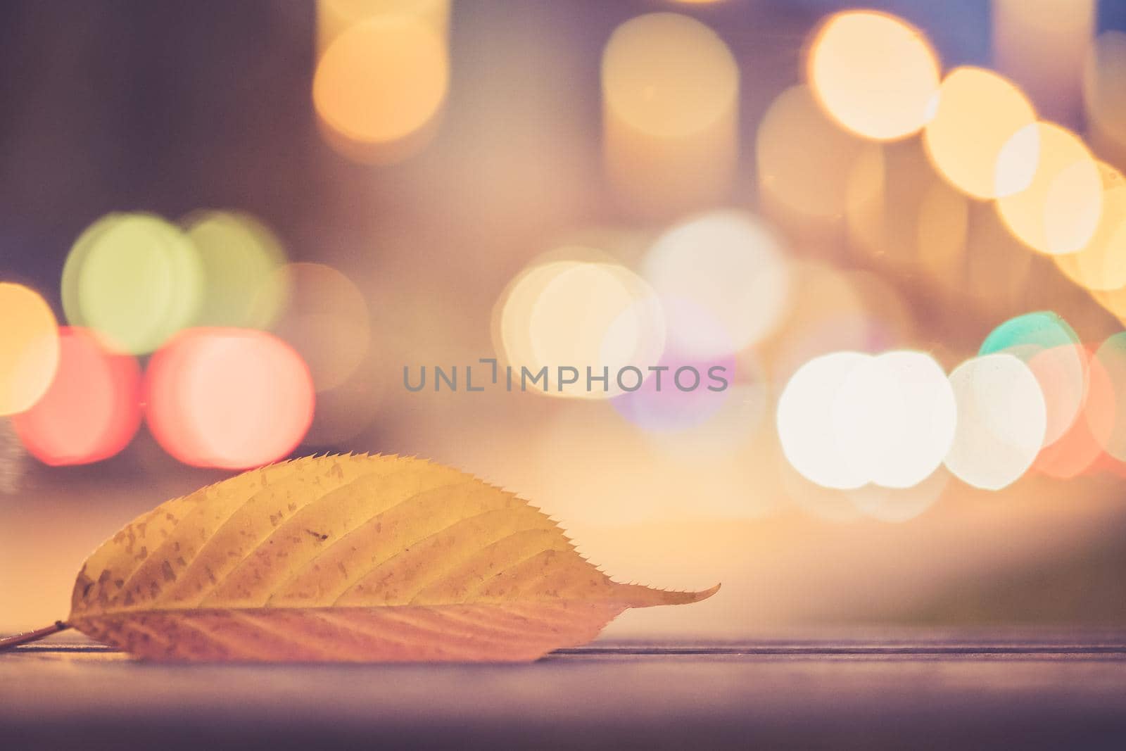 Evening autumn city scenery: Leaf in the foreground, urban city lights in the background