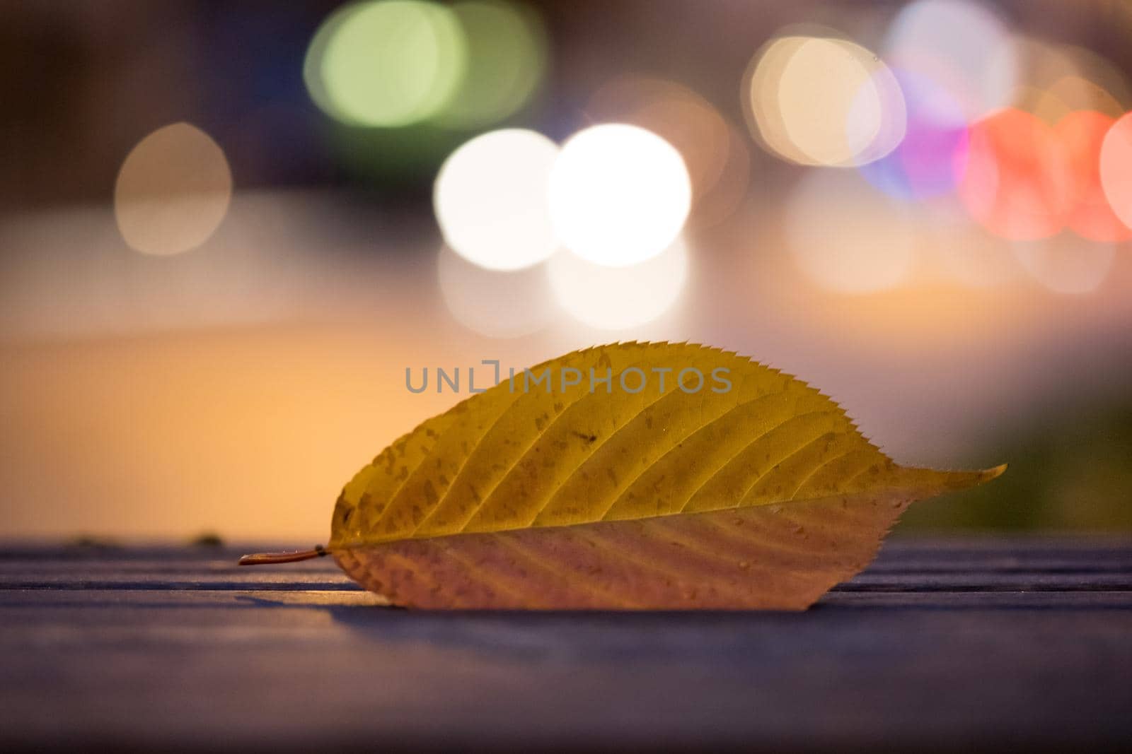 Evening autumn city scenery: Leaf in the foreground, urban city lights in the background