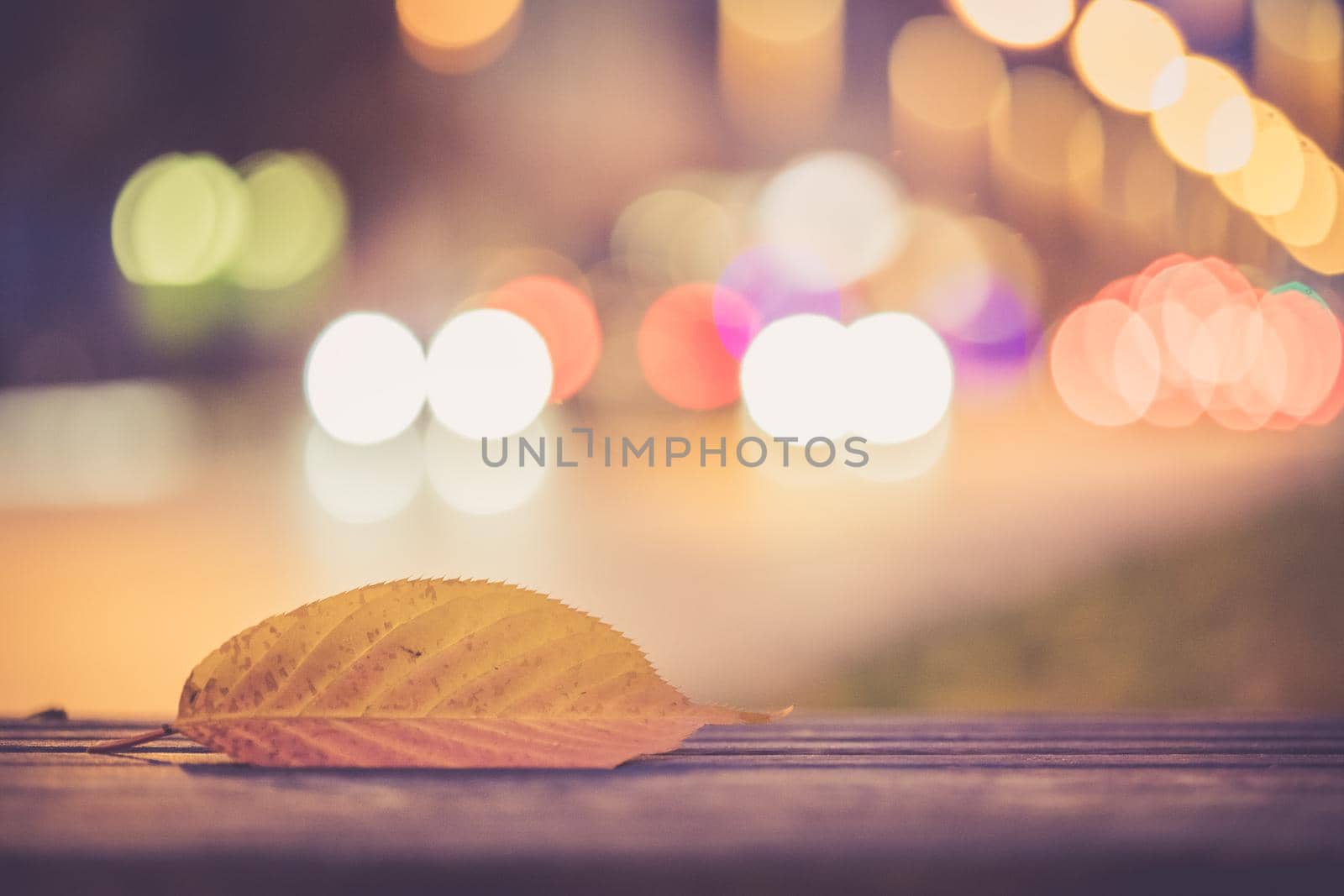 Evening autumn city scenery: Leaf in the foreground, urban city lights in the background