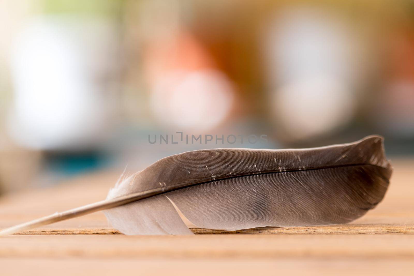 Feather is lying on a wooden desk, outside with copy space