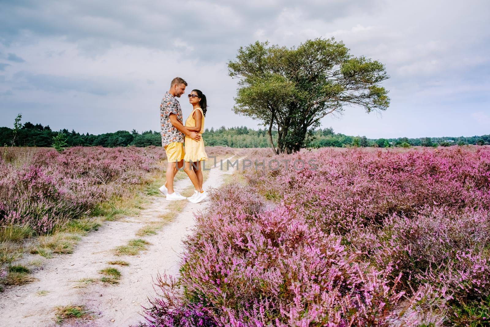 Blooming heather field in the Netherlands near Hilversum Veluwe Zuiderheide, blooming pink purple heather fields in the morniong with mist and fog during sunrise Netherlands Europe