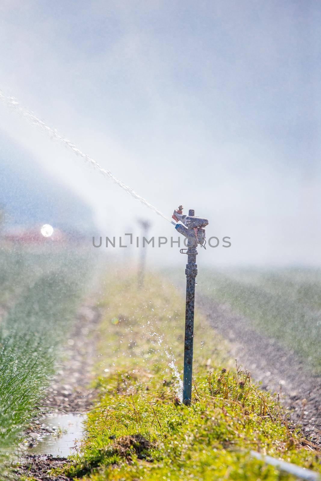 Irrigation plant system on a field, agriculture and plants by Daxenbichler