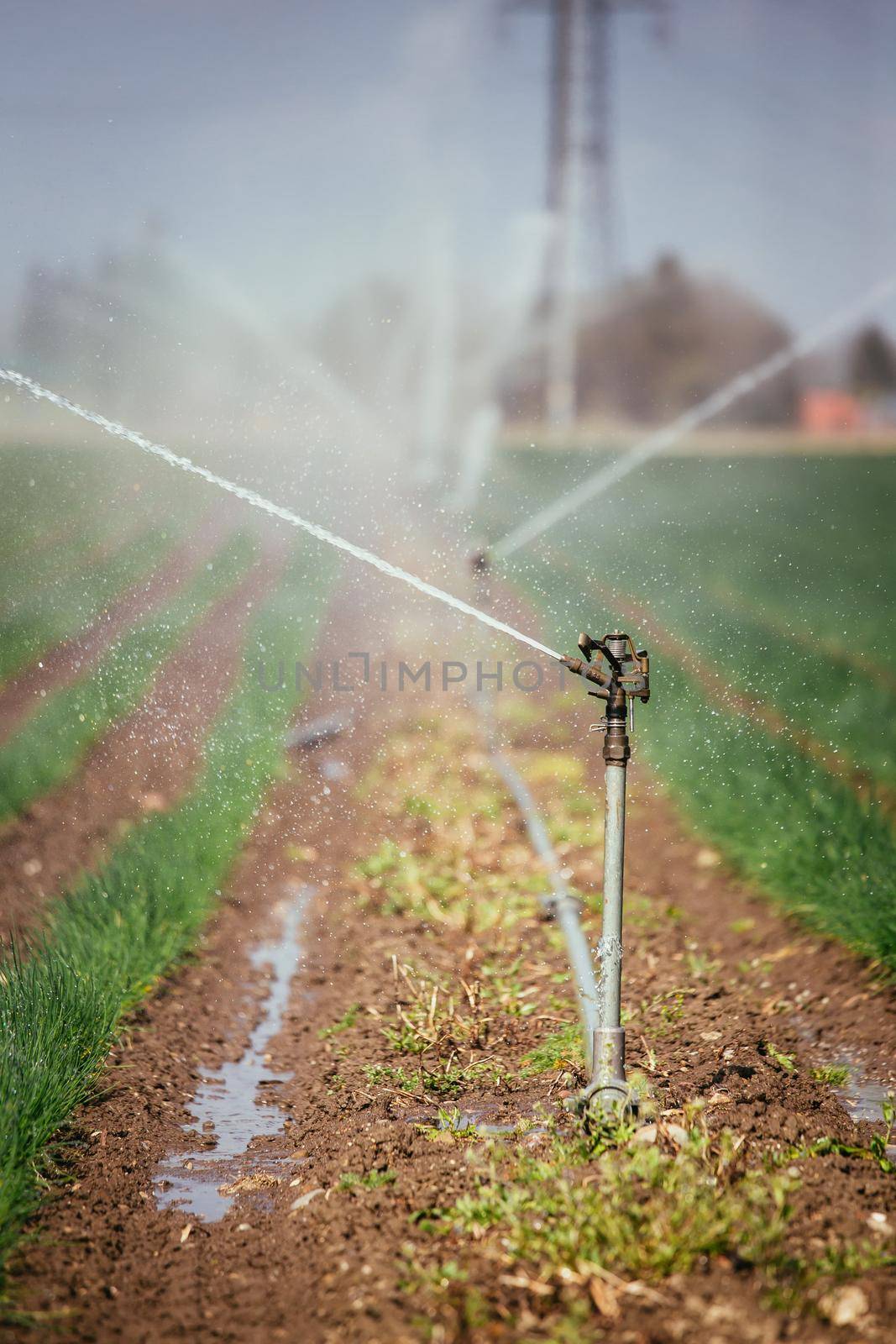 Irrigation plant system on a field, agriculture and plants by Daxenbichler