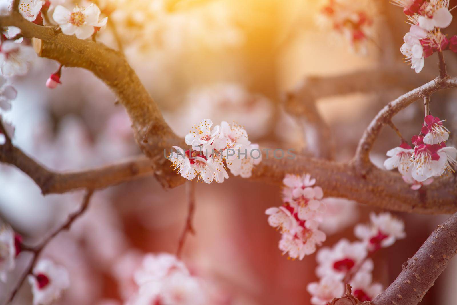Spring border or background art with pink blossoms. Nature scene with blooming apricot tree. by Daxenbichler