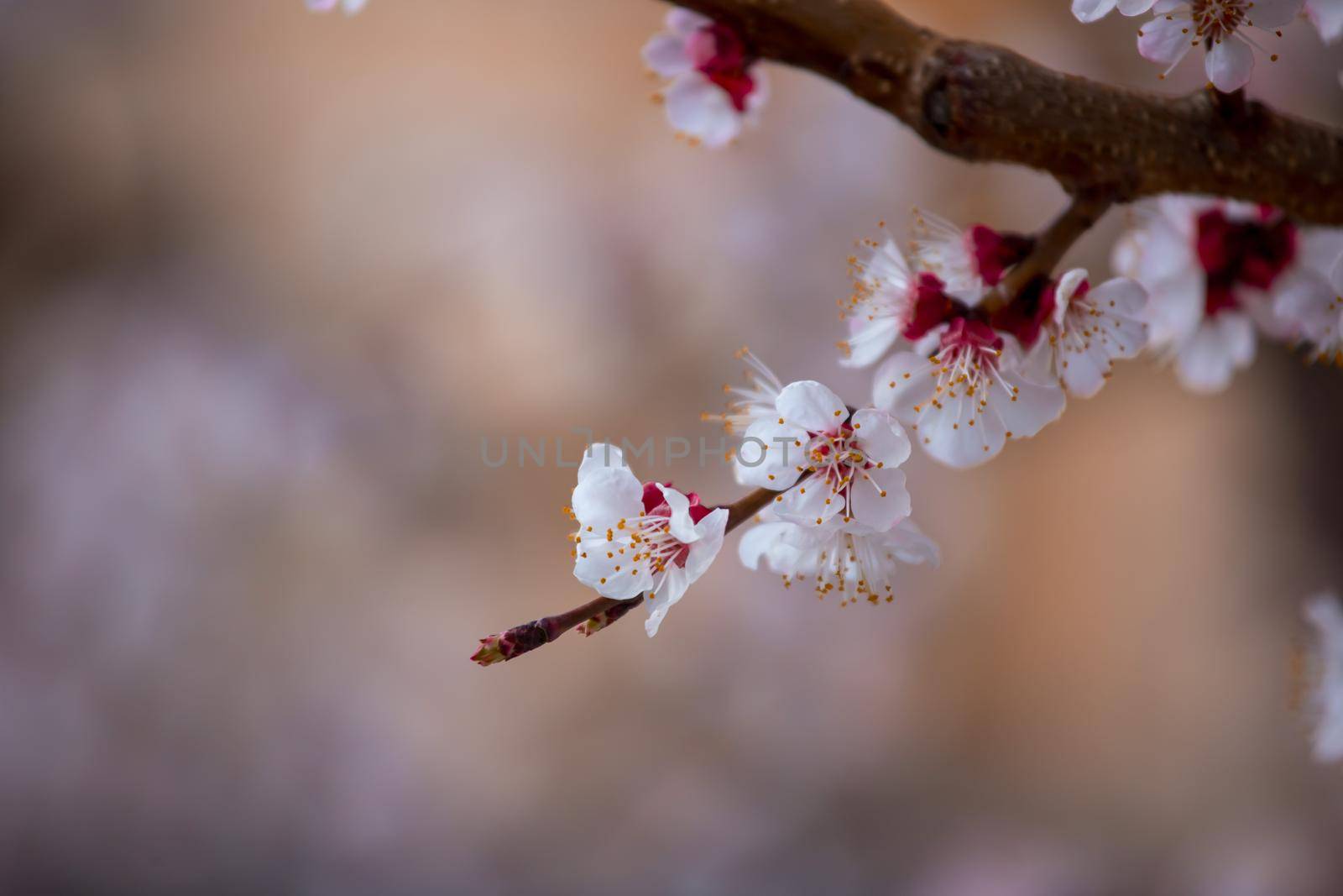 Close up picture of blooming apricot tree, pink blossoms in spring.