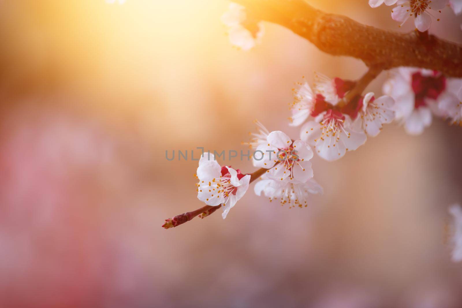 Spring border or background art with pink blossoms. Nature scene with blooming apricot tree. by Daxenbichler