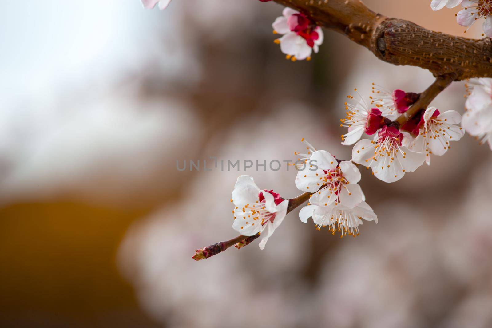Close up picture of blooming apricot tree, pink blossoms in spring.