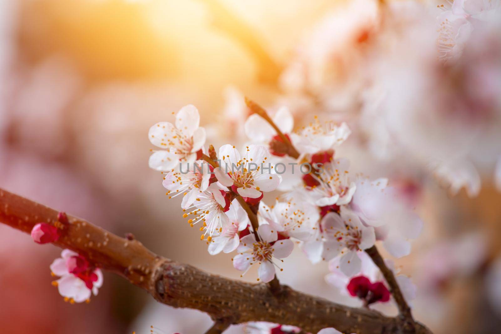 Spring border or background art with pink blossoms. Nature scene with blooming apricot tree. by Daxenbichler