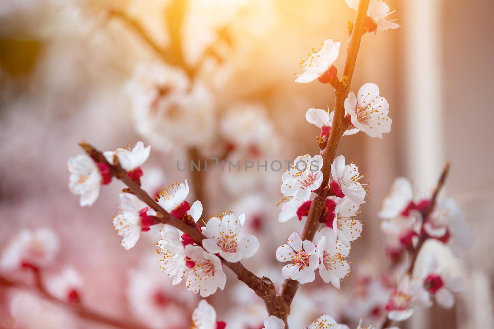 Spring border or background art with pink blossoms. Nature scene with blooming apricot tree. by Daxenbichler