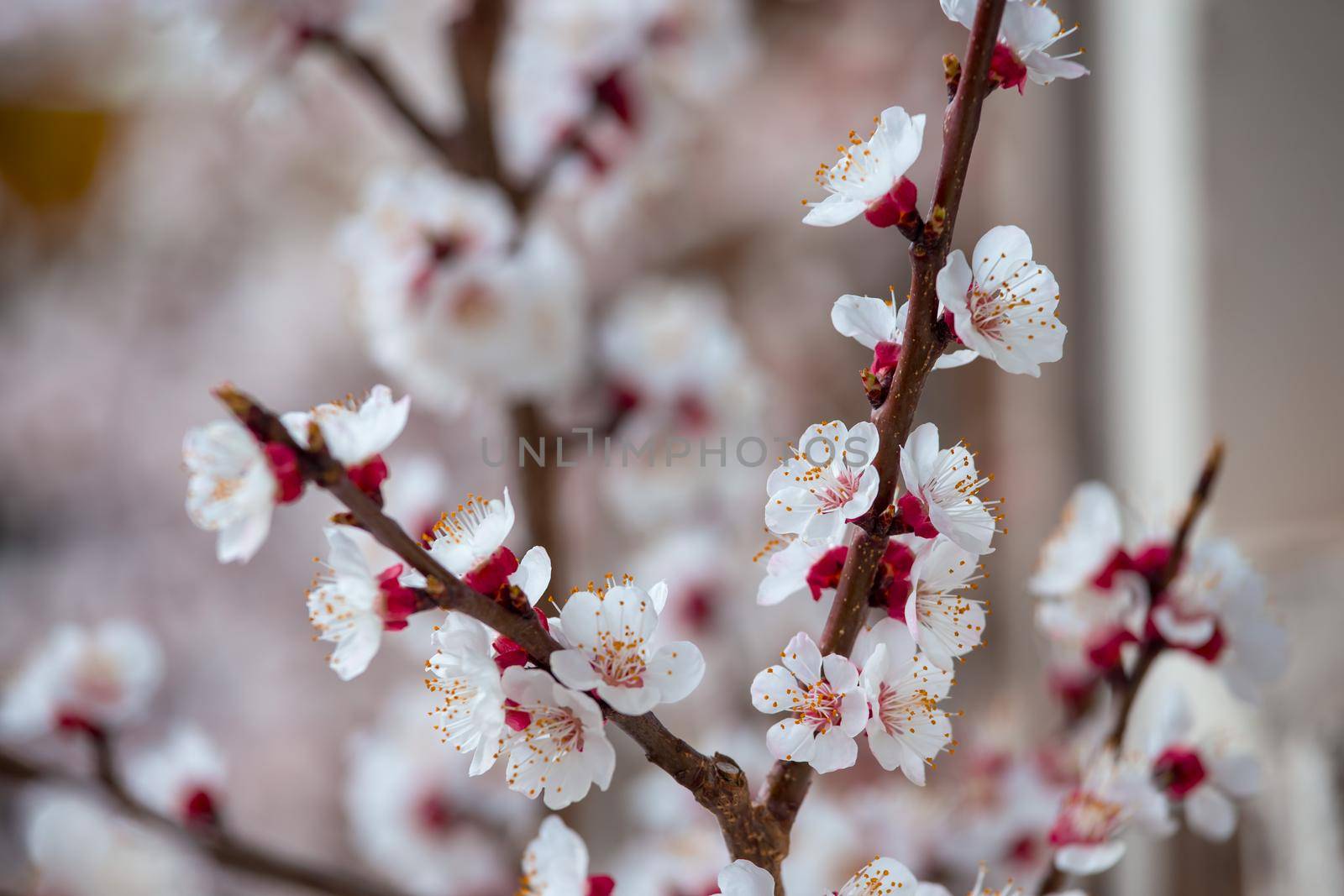 Close up picture of blooming apricot tree, pink blossoms in spring.