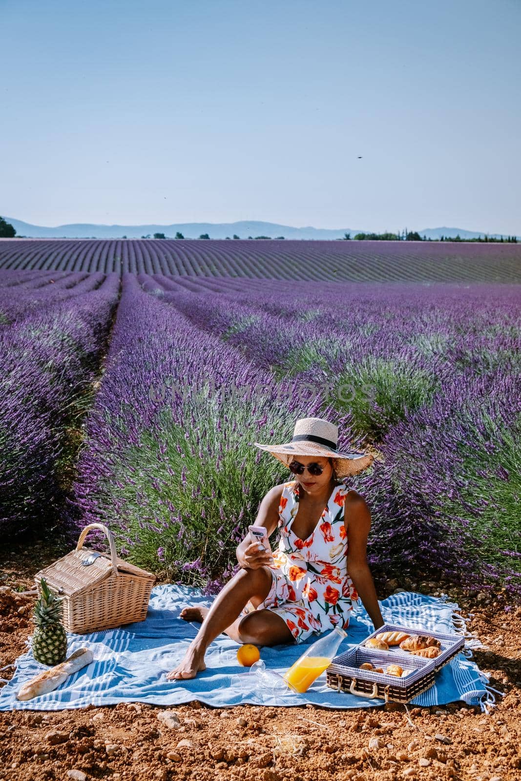 Provence, Lavender field France, Valensole Plateau, colorful field of Lavender Valensole Plateau, Provence, Southern France. Lavender field. Europe. woman on vacation at the provence lavender fields,