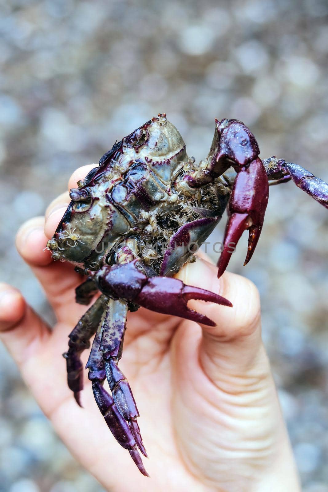Image of Field crab in hand