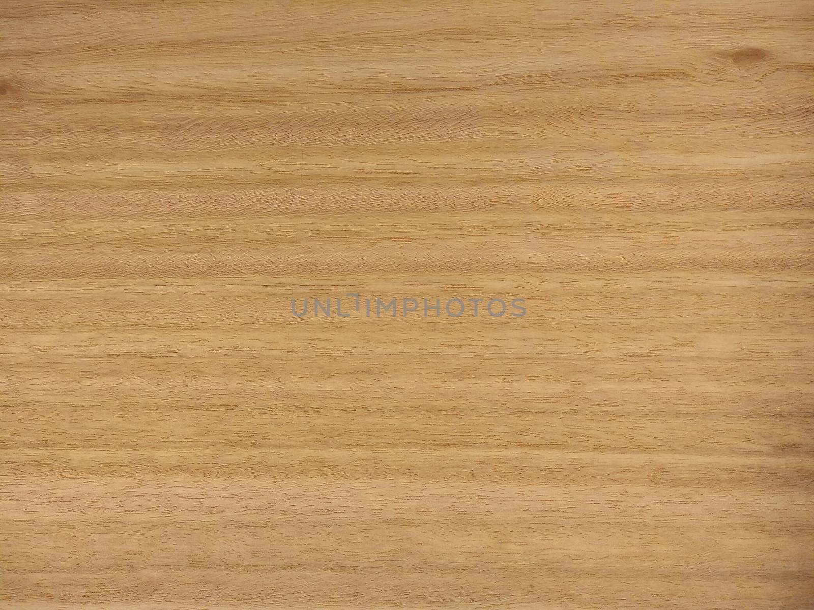 Natural Eucalyptus pommele wood texture background. Eucalyptus pommele veneer surface for interior and exterior manufacturers use.