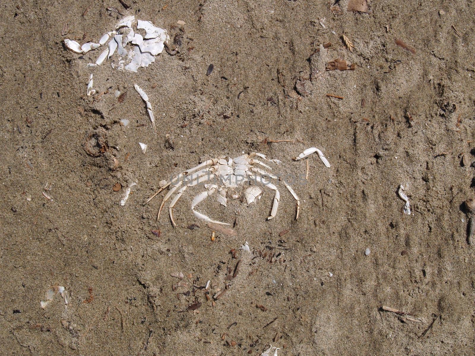 White crab skeleton in the sand. The shell of a dead crab.