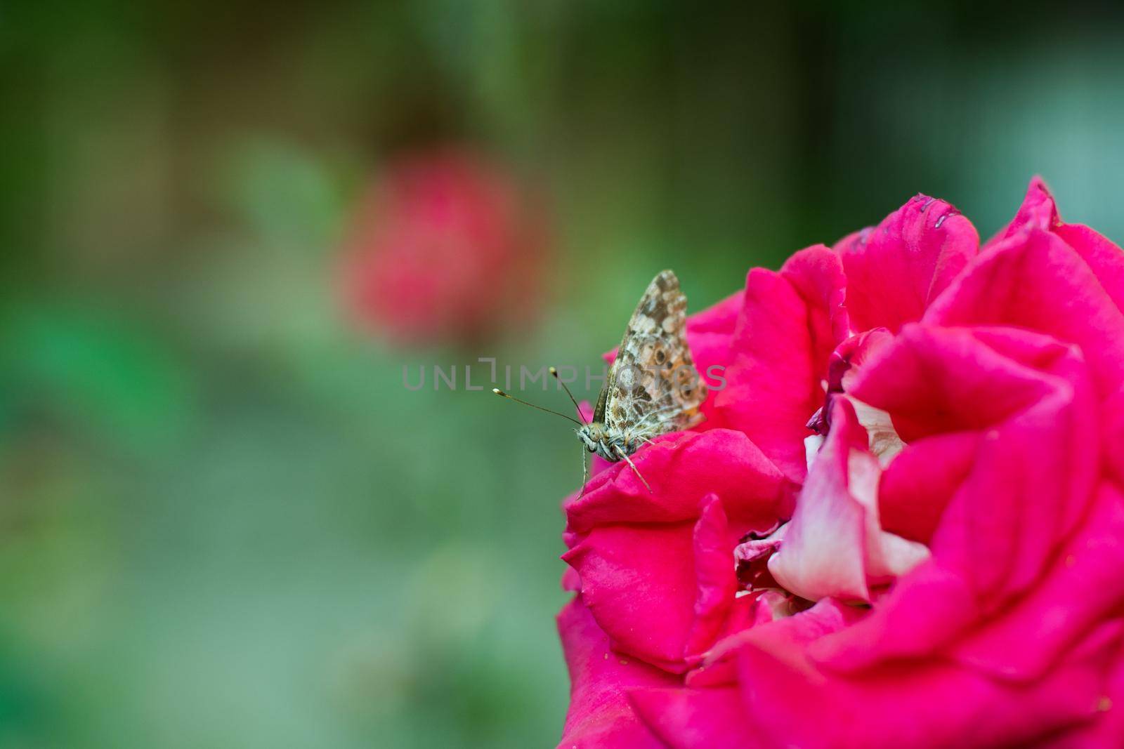 Close-up butterfly folded its wings and sits on a rose. Butterfly is preparing to fly. A butterfly's mustache captures environmental signals.