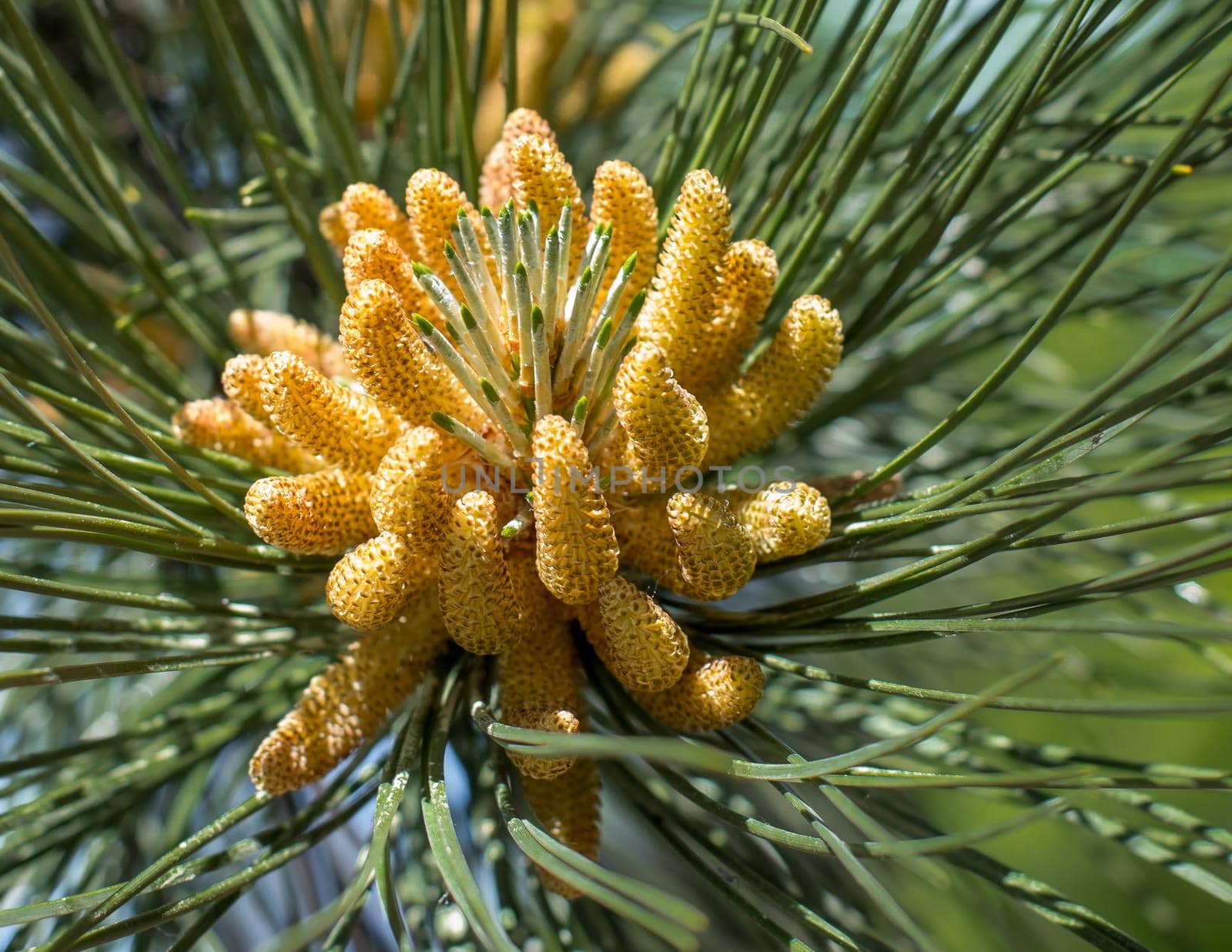 Pollination of pine inflorescences closeup in the sunlight. The formation of the future pine cones. by Jannetta