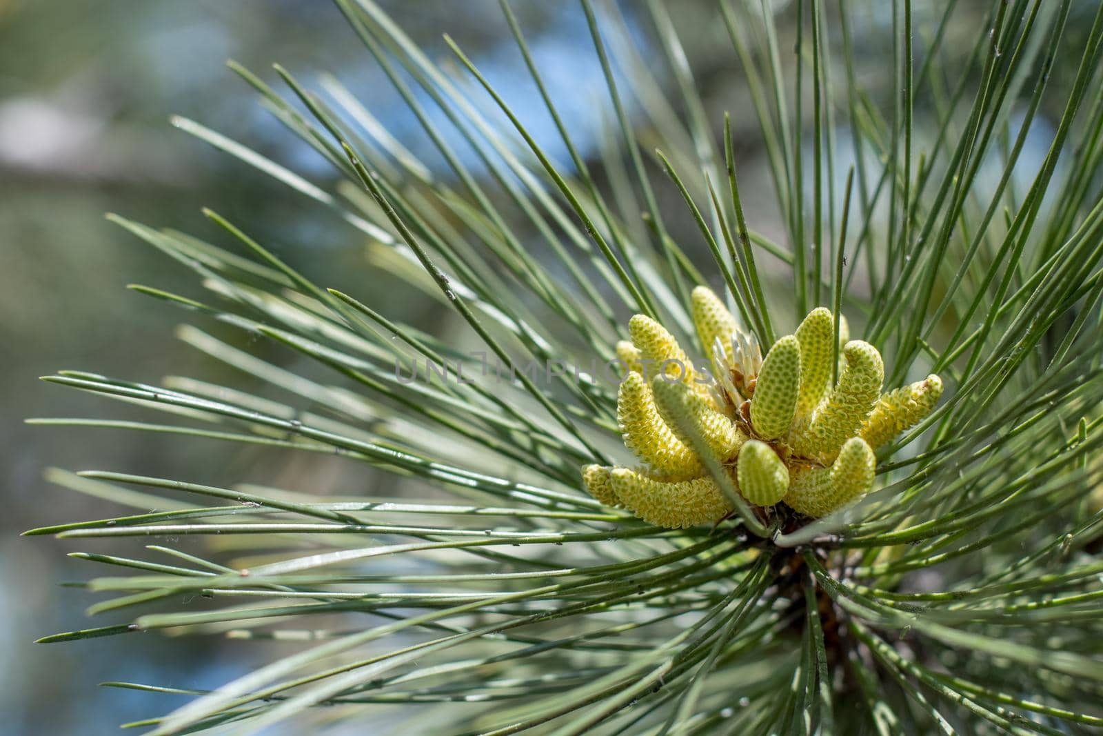 Flowering pine in the spring, close-up of inflorescence. by Jannetta