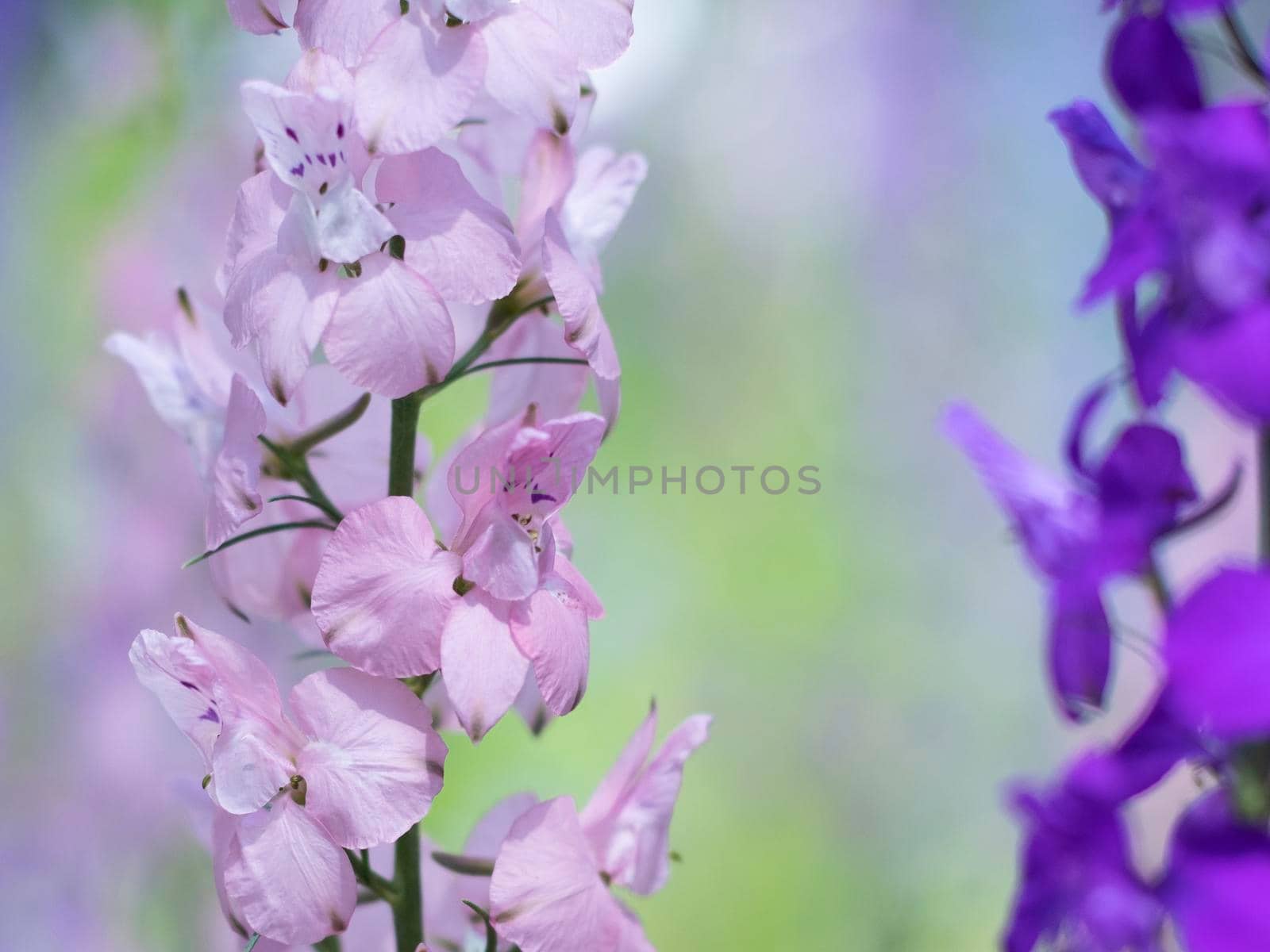 Pink-delicate annual delphinium flowers close-up. by Jannetta