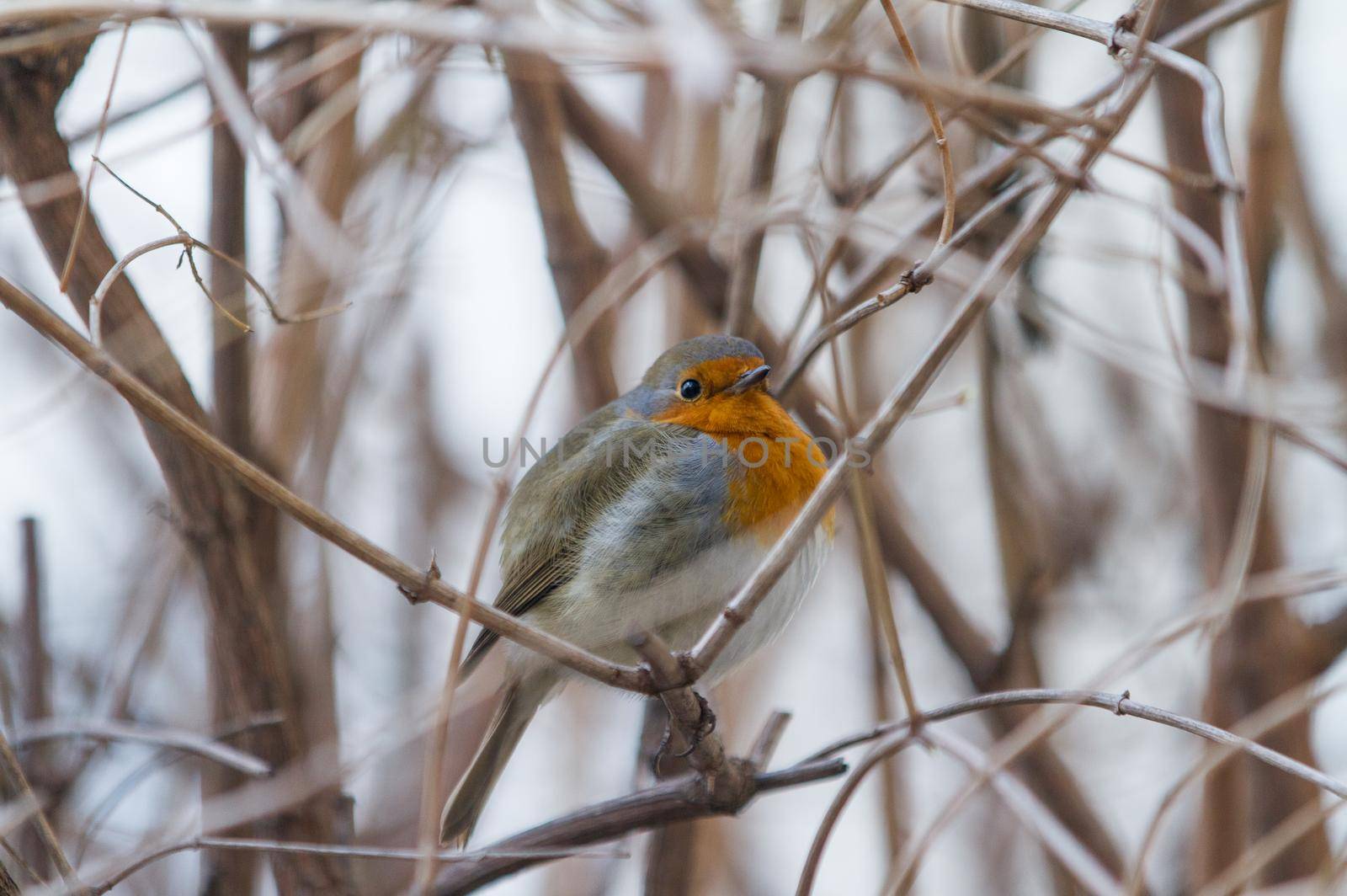 A bird on branches without leaves. The robin sits on the branches of the bush. The bird hides in the bushes.