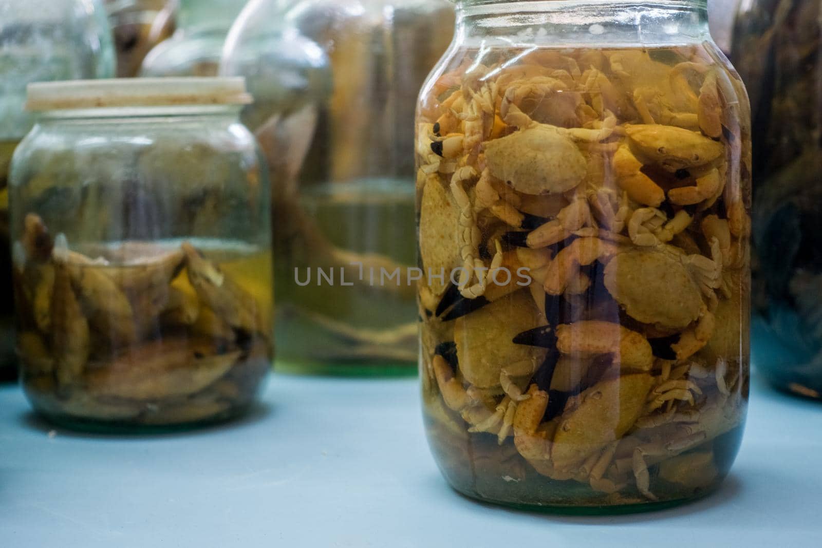 Small crabs preserved in a jar. Dead crabs in a jar. Zoological preparation. Museum of Marine Biology.