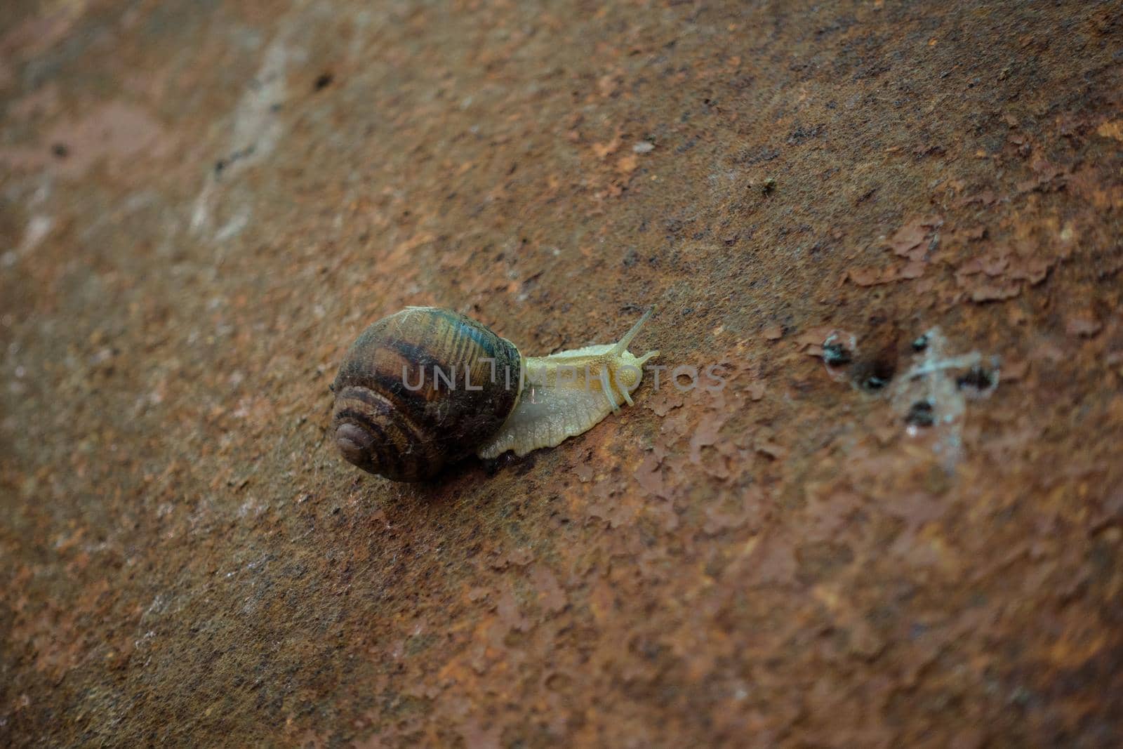 A snail on rusty metal. by Jannetta