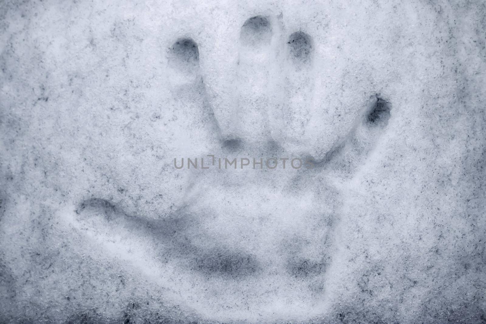Hand imprint in fresh white snow during winter. by MP_foto71