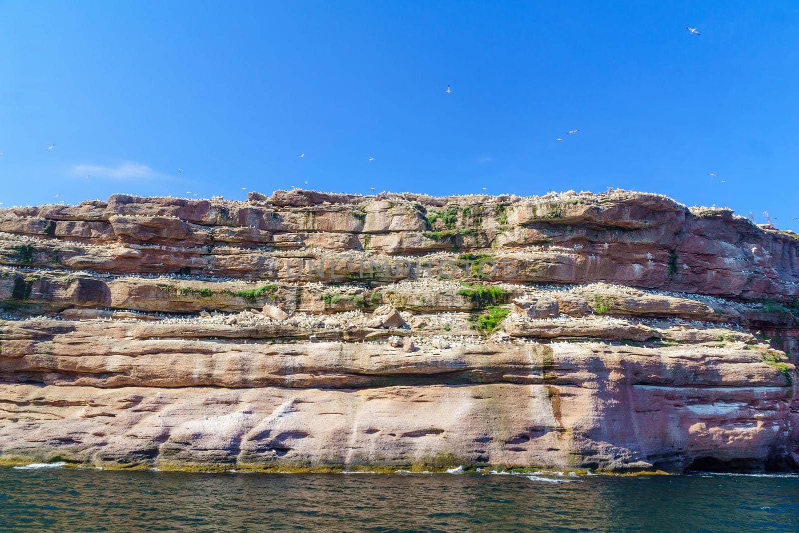 View of cliffs and birds in the Bonaventure Island, near Perce, at the tip of Gaspe Peninsula, Quebec, Canada