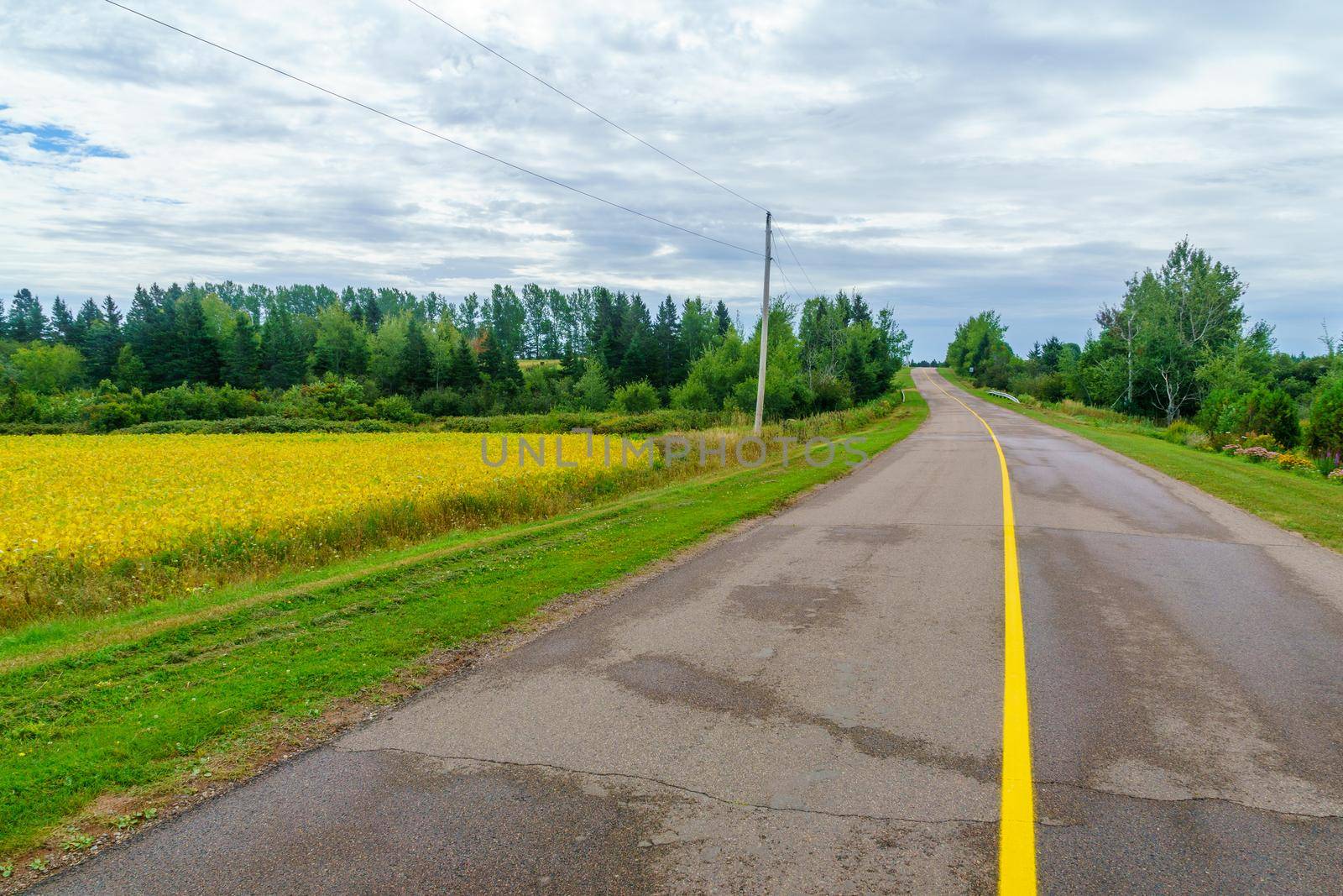 Countryside and a yellow field near Bideford, PEI by RnDmS