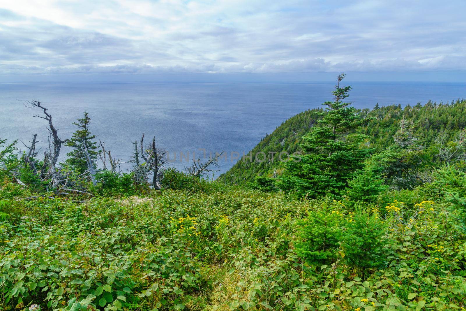 Skyline trail, in Cape Breton Highlands National Park by RnDmS