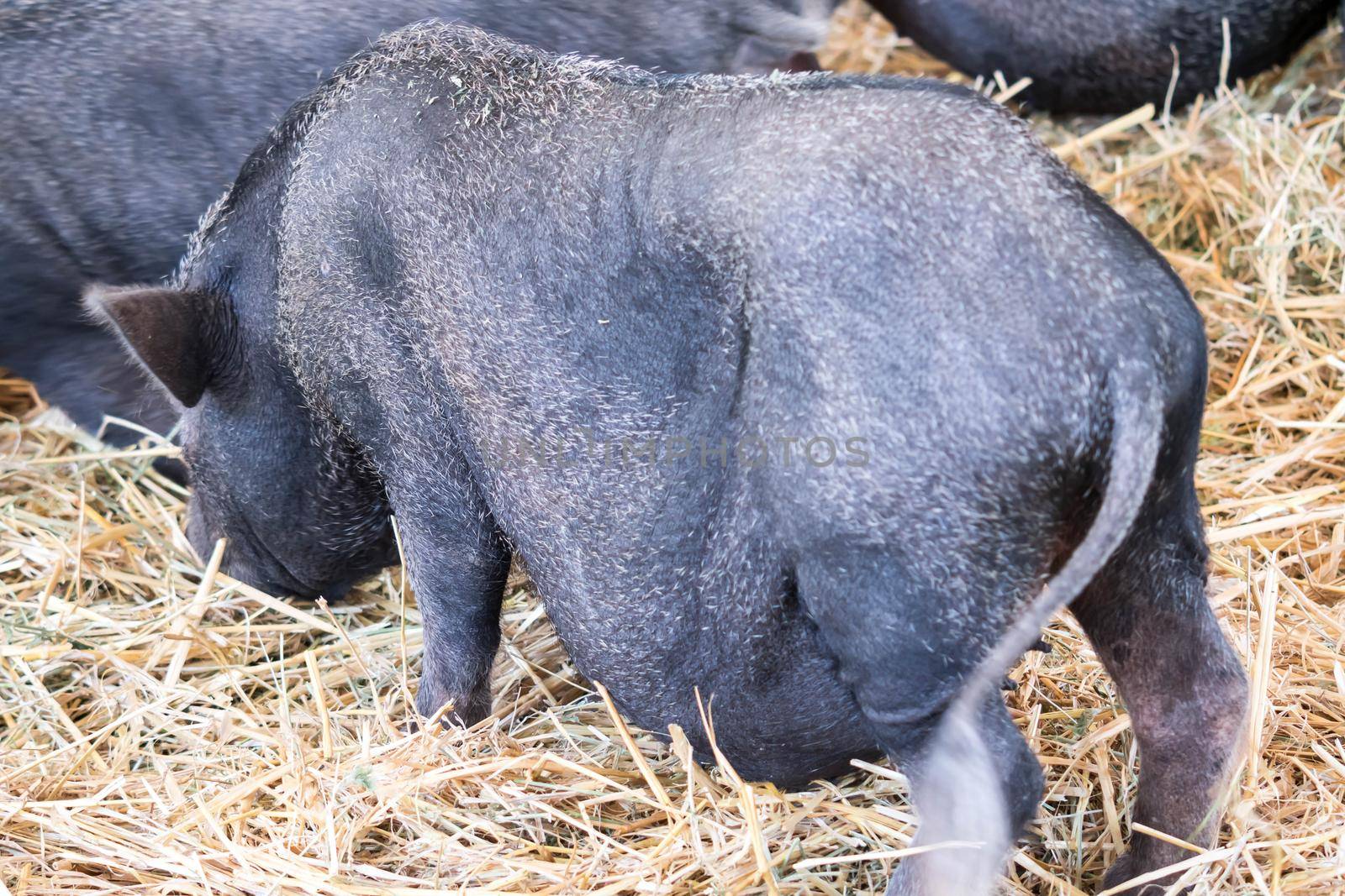 fat black pigs and pregnant while eating.