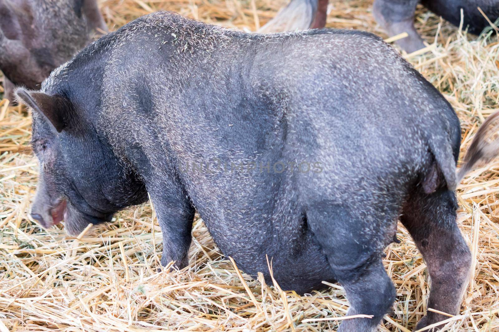 fat black pigs and pregnant while eating.