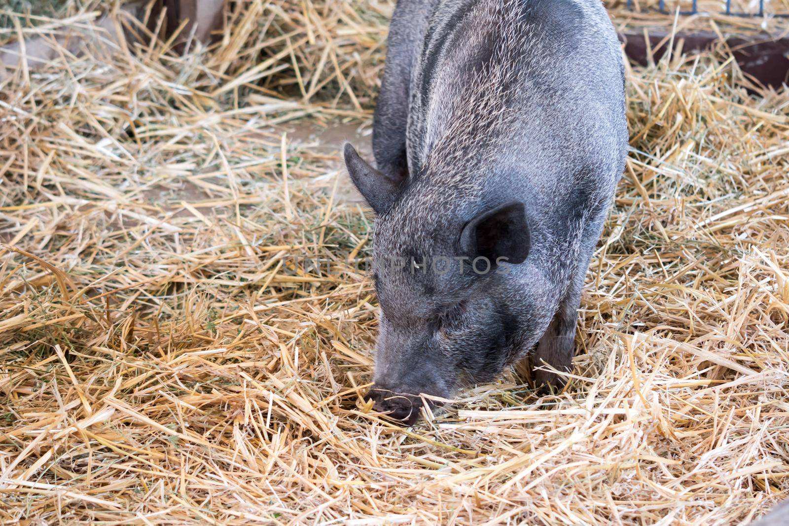 fat black pigs and pregnant while eating.