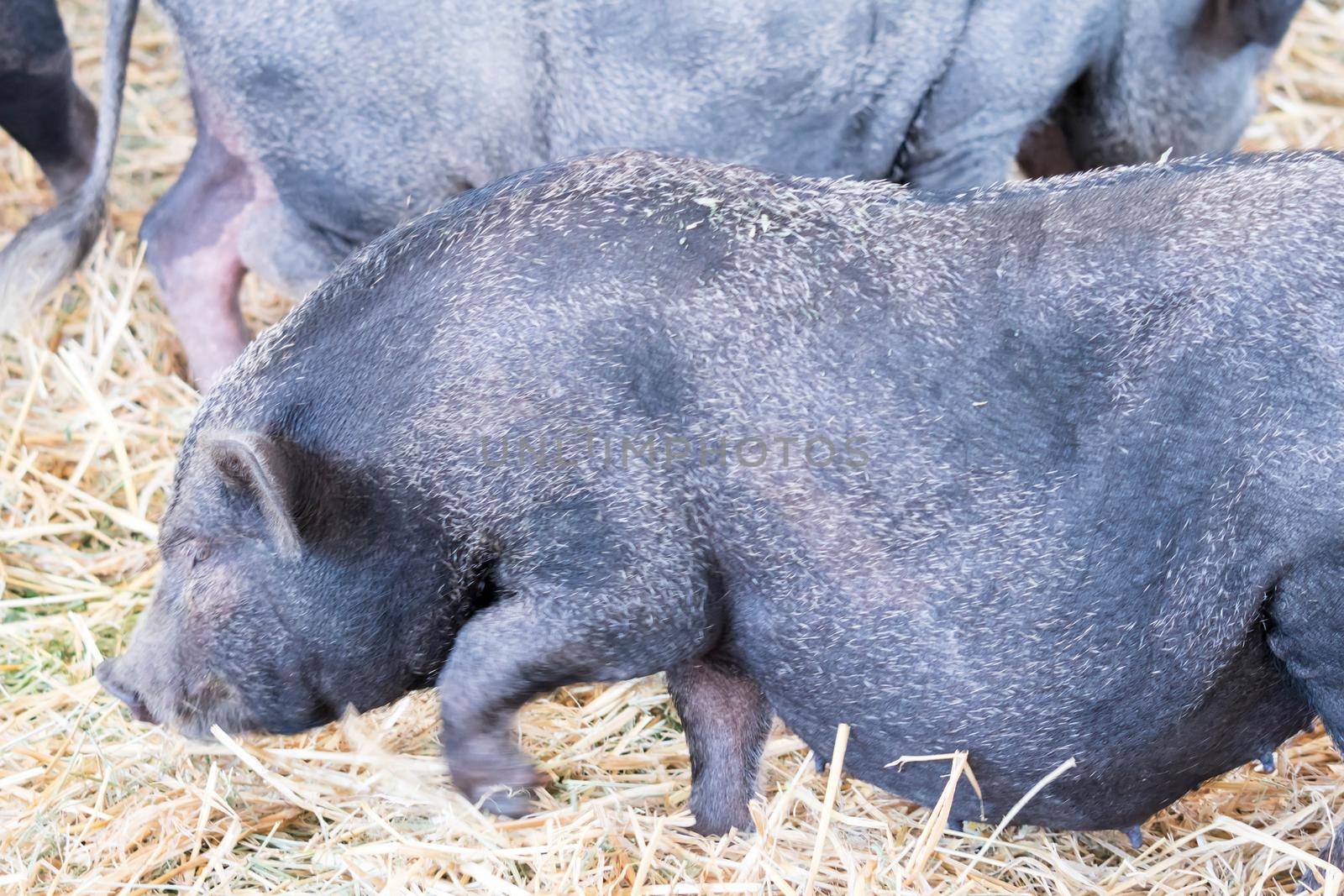 fat black pigs and pregnant while eating.