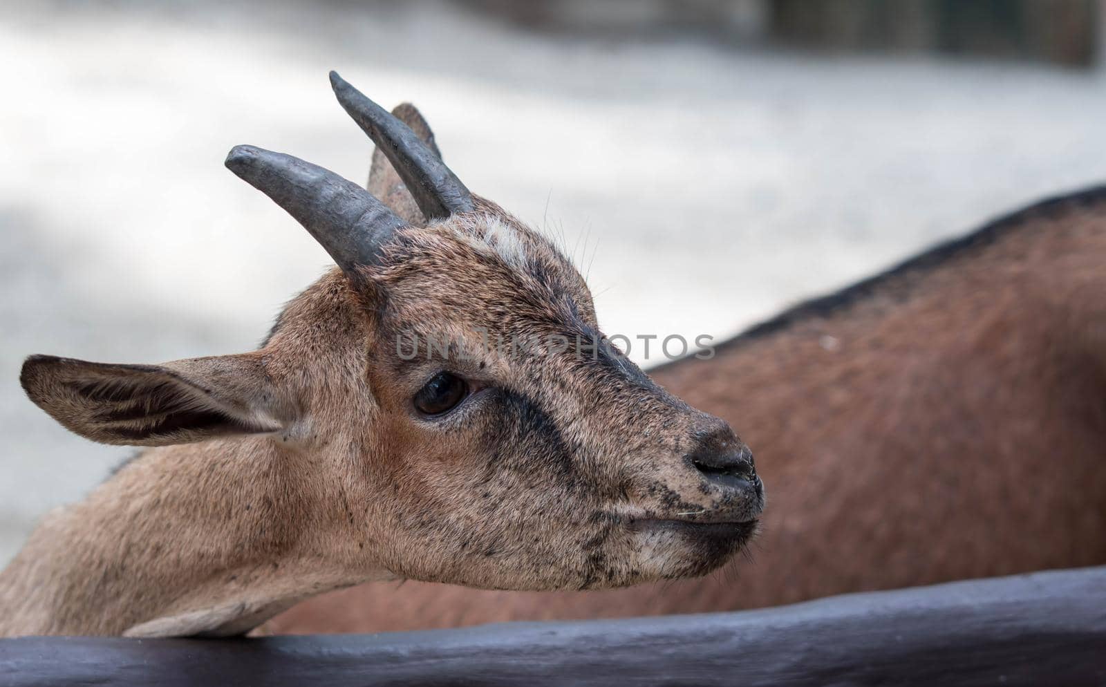 Goats head,Young goats are eating vegetable,little goats are in a small open-air wooden stable at garden goat farm.travel,tourism