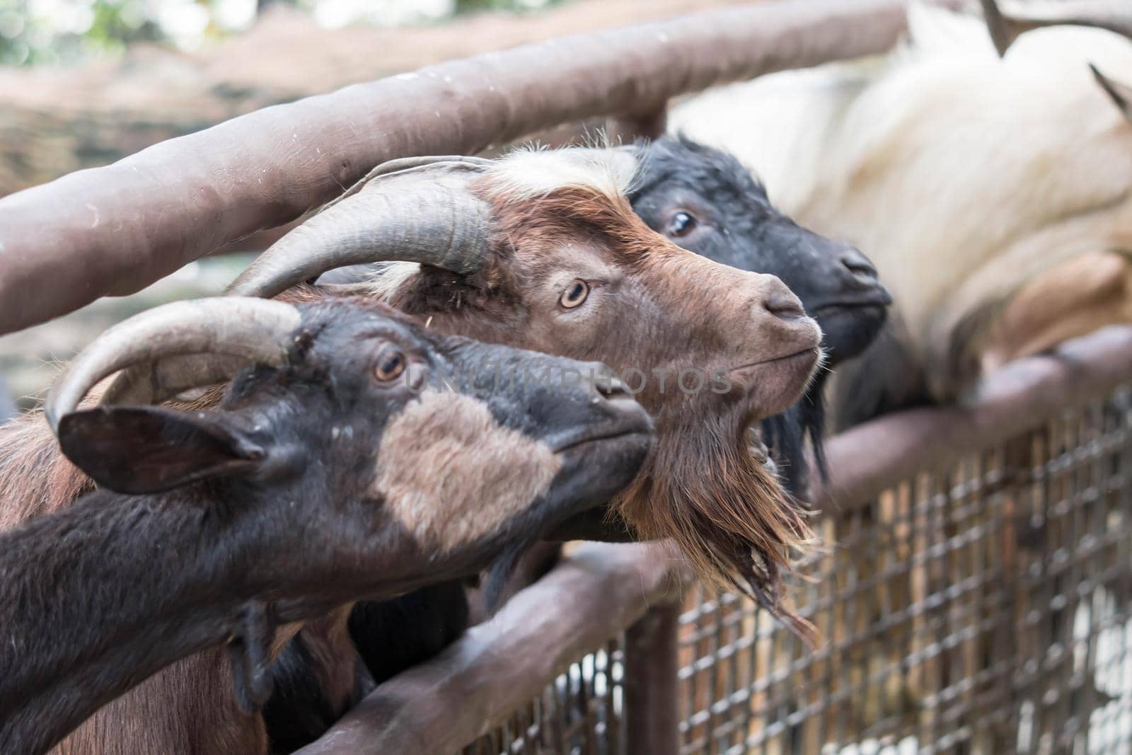 Goats head,Young goats are eating vegetable,little goats are in a small open-air wooden stable at garden goat farm.travel,tourism