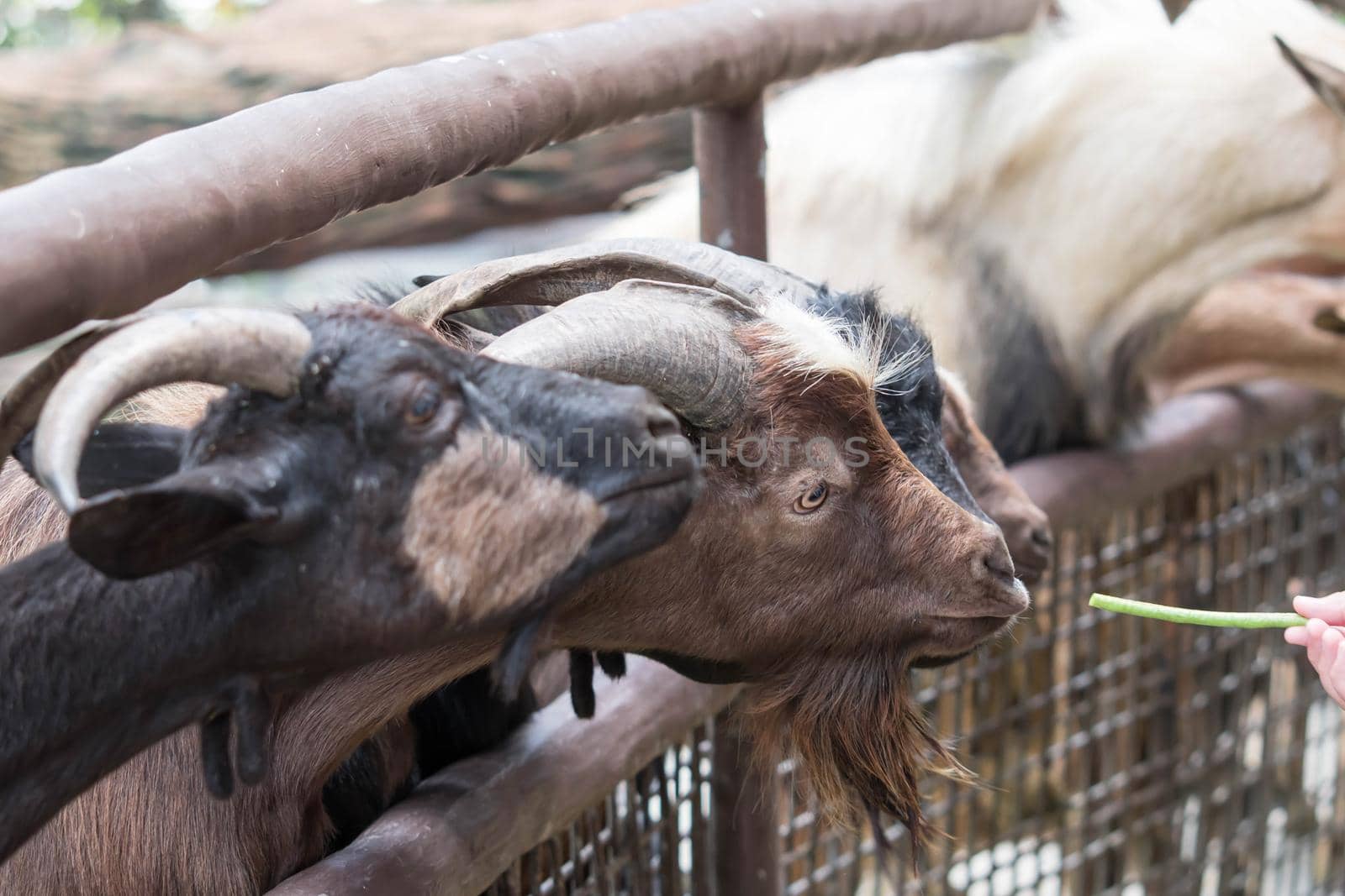 Goats head,Young goats are eating vegetable,little goats are in a small open-air wooden stable at garden goat farm.travel,tourism