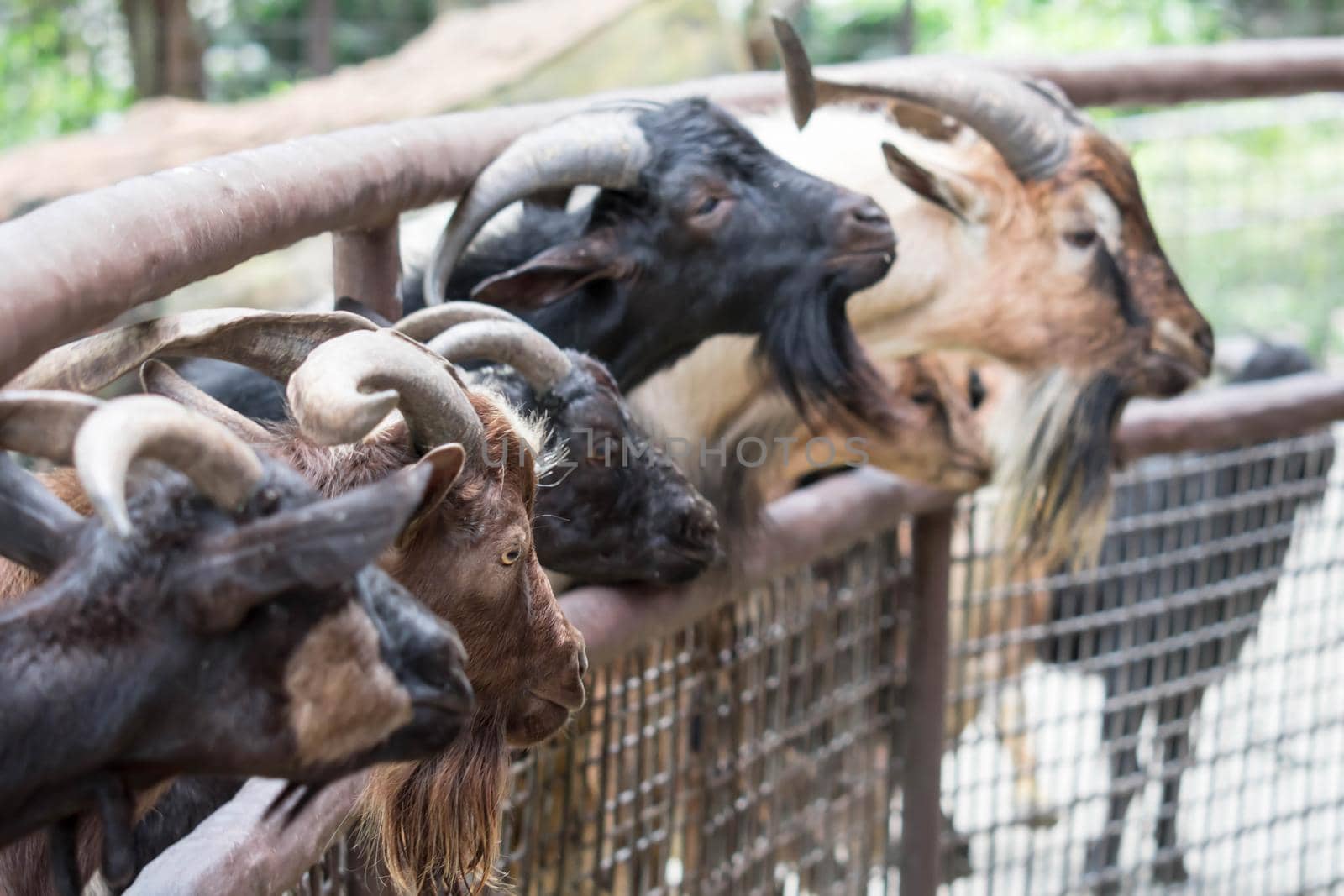Goats head,Young goats are eating vegetable,little goats are in a small open-air wooden stable at garden goat farm.travel,tourism