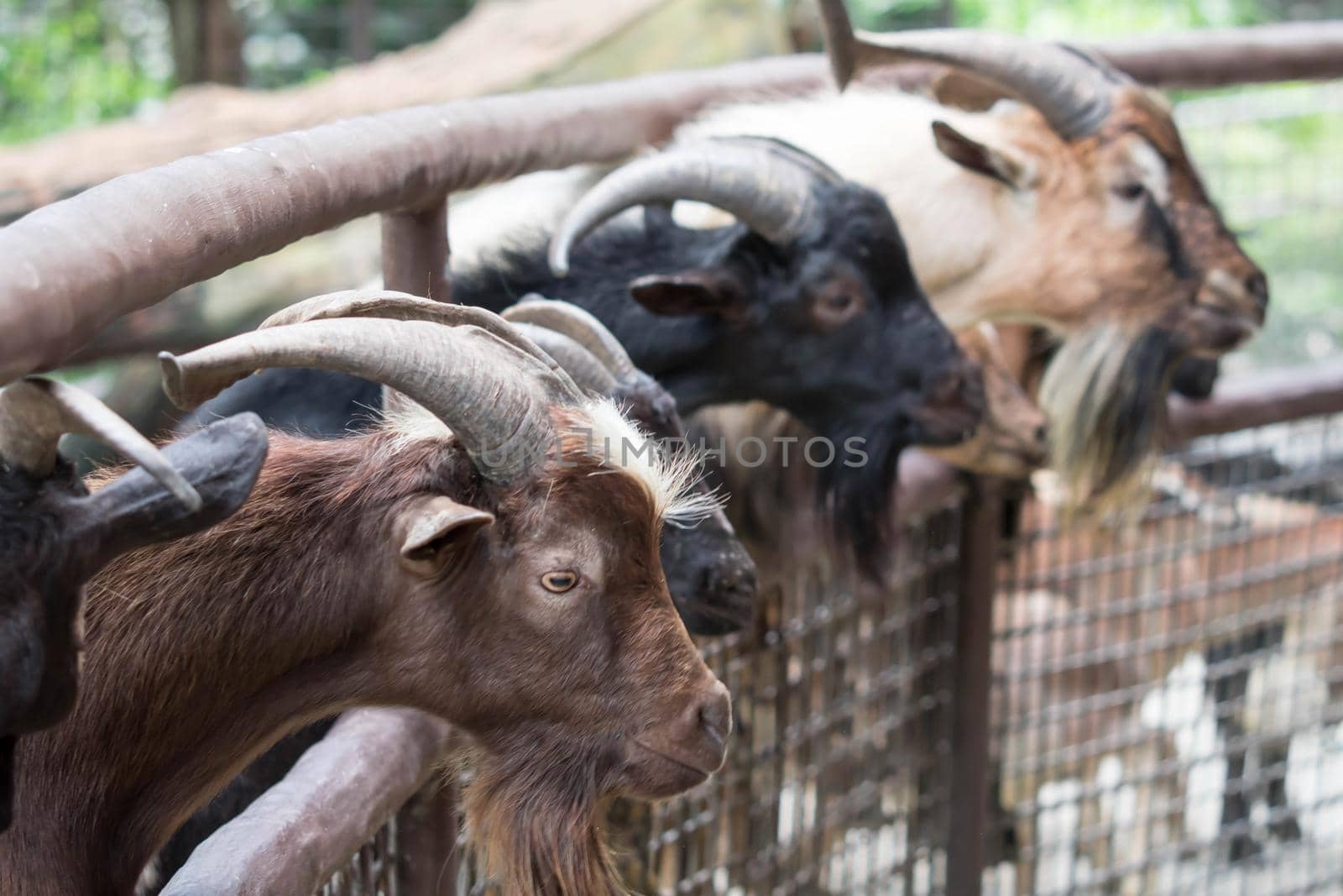 Goats head,Young goats are eating vegetable,little goats are in a small open-air wooden stable at garden goat farm.travel,tourism