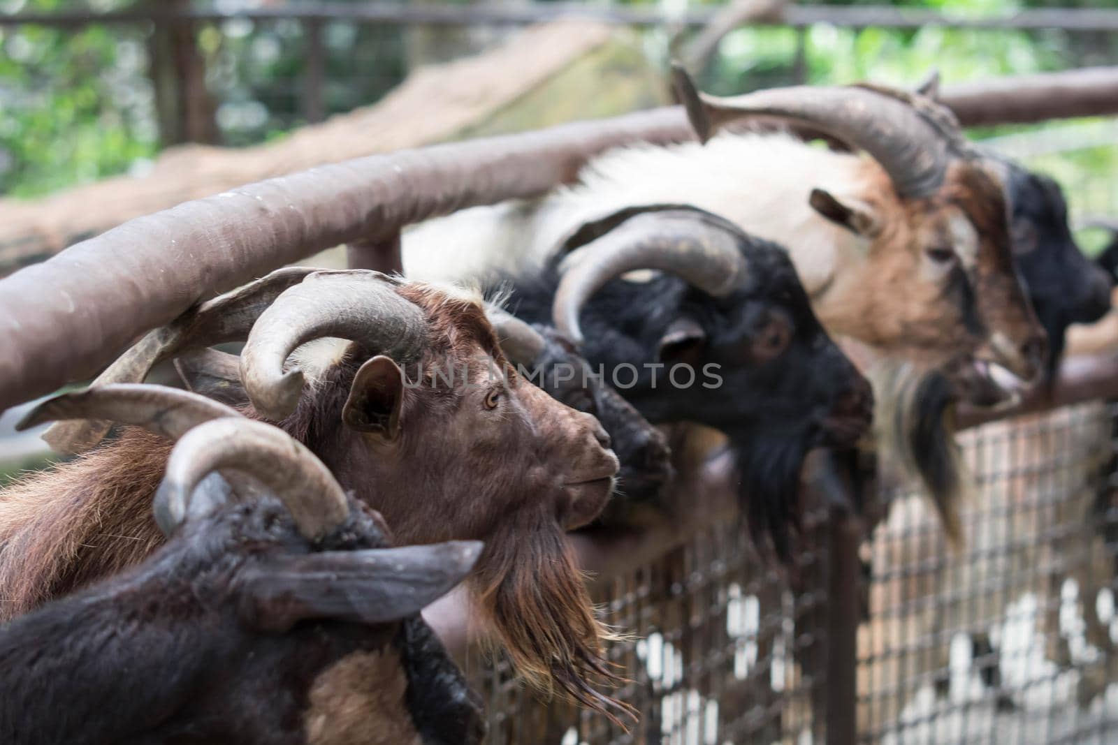 Goats head,Young goats are eating vegetable,little goats are in a small open-air wooden stable at garden goat farm.travel,tourism