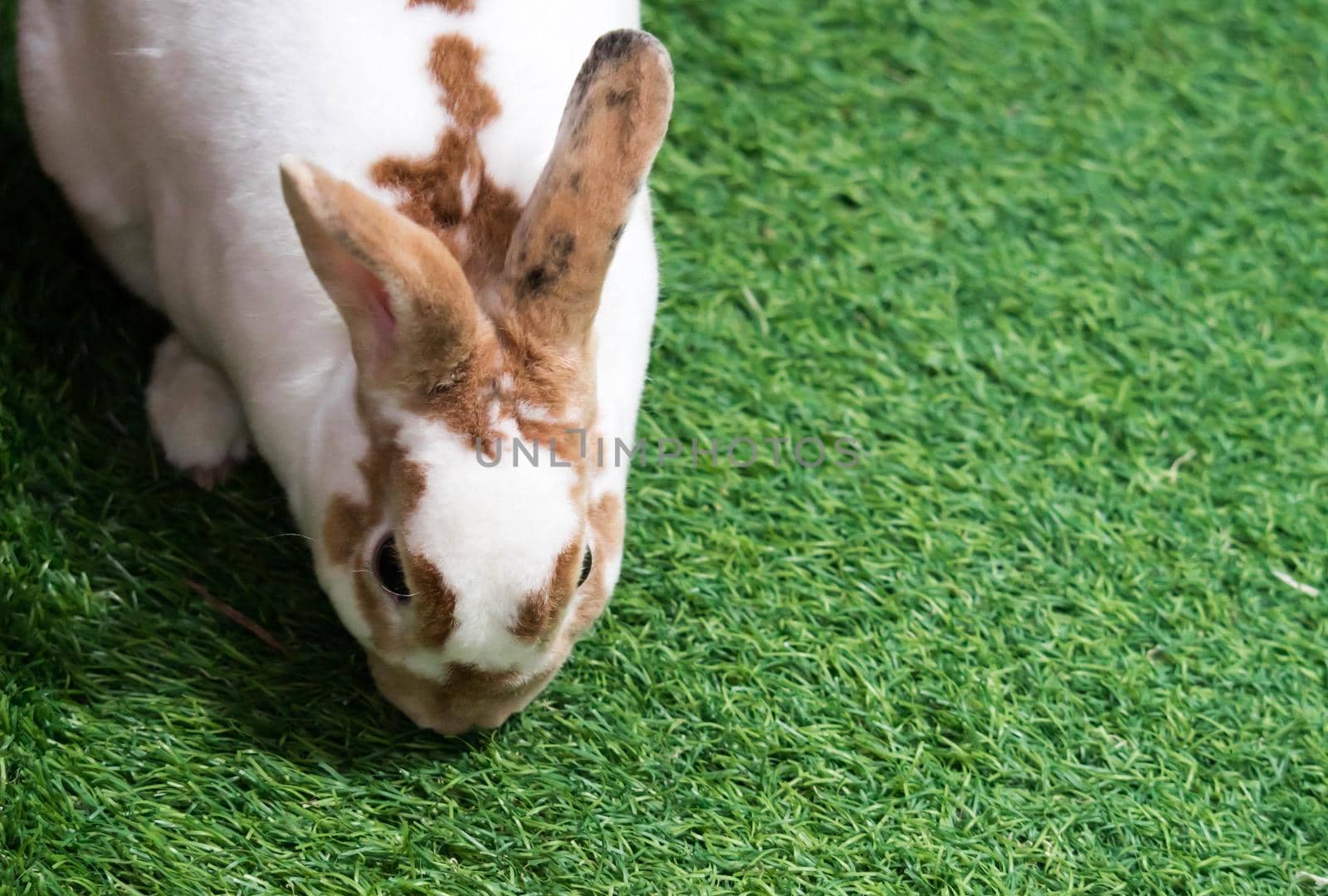 Little rabbit on green grass in summer day. Cute white rabbit with brown spots.